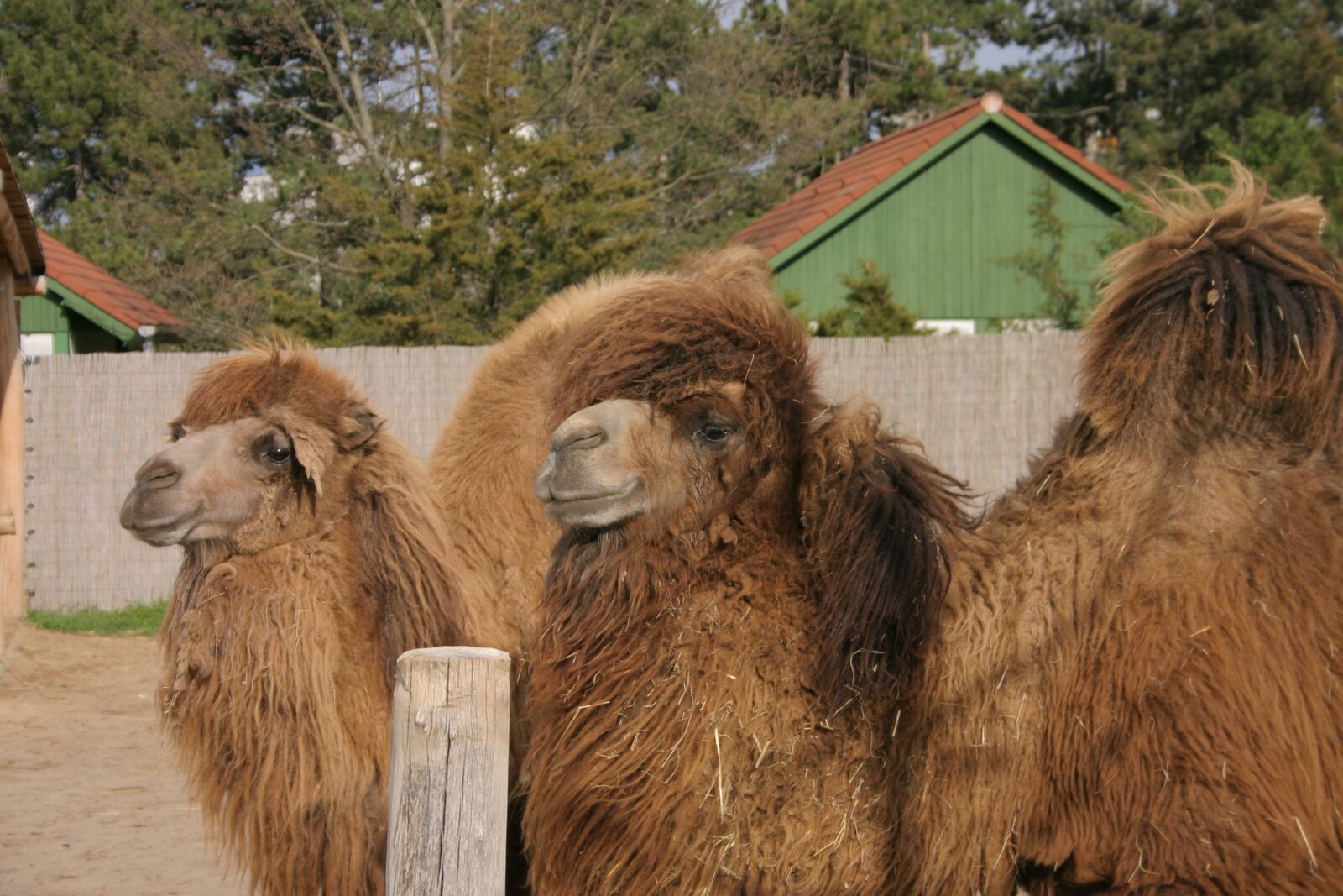 Canon EOS 300D (EOS Digital Rebel / EOS Kiss Digital) sample photo. Camel, zoo, bump photography