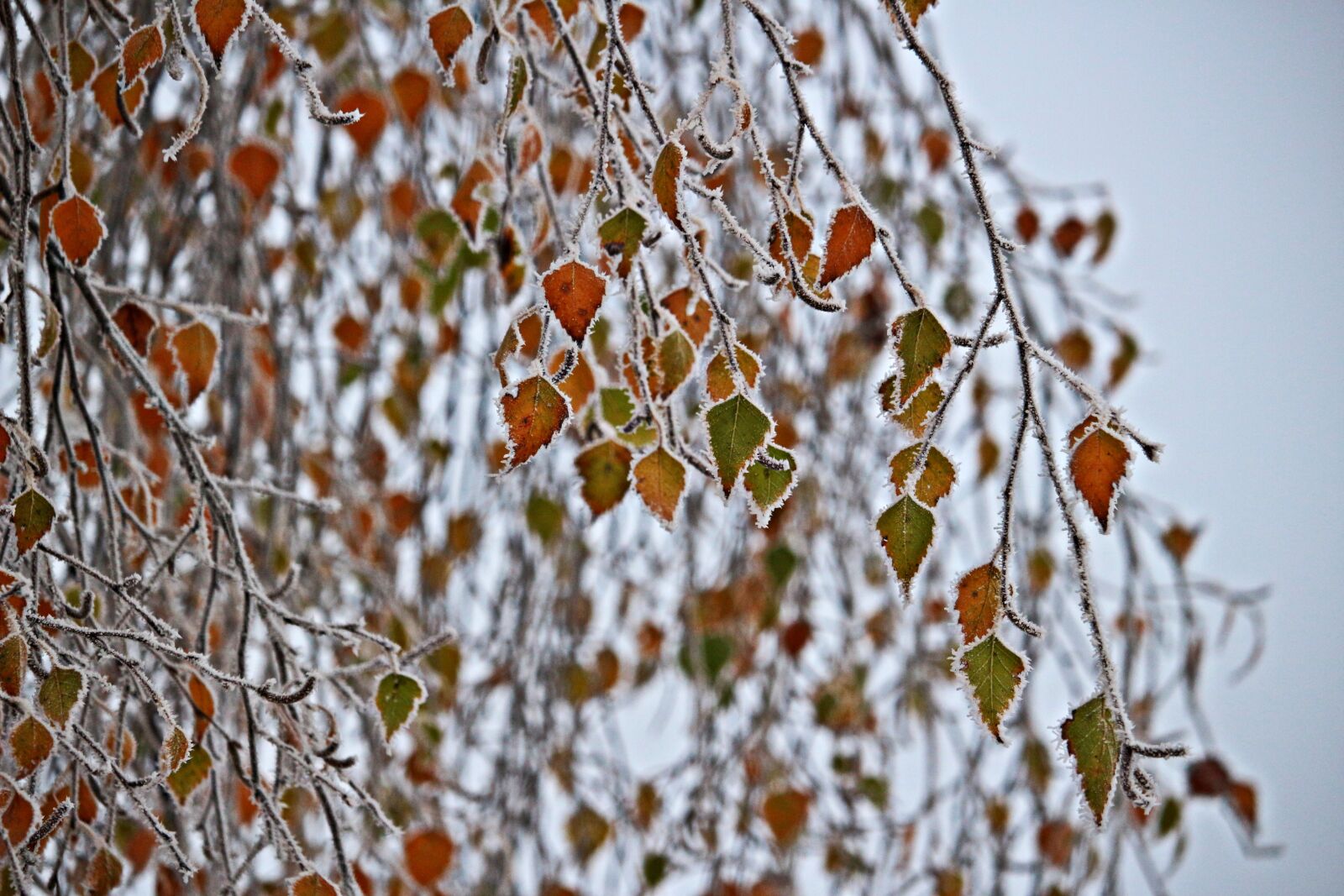 Canon EF-S 55-250mm F4-5.6 IS STM sample photo. Birch, eiskristalle, frost photography