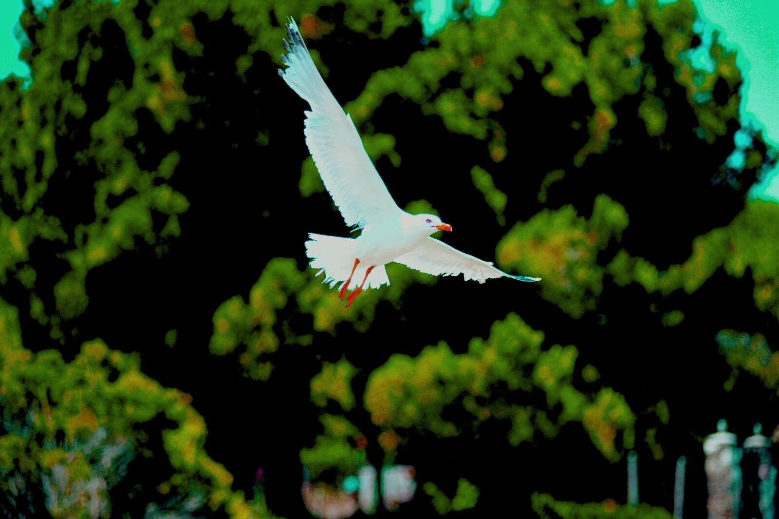 Nikon D3S sample photo. The, seagull, in the photography
