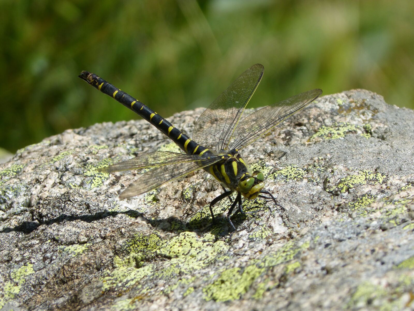 Panasonic DMC-FZ62 sample photo. Dragonfly, dragonfly tiger, cordulegaster photography