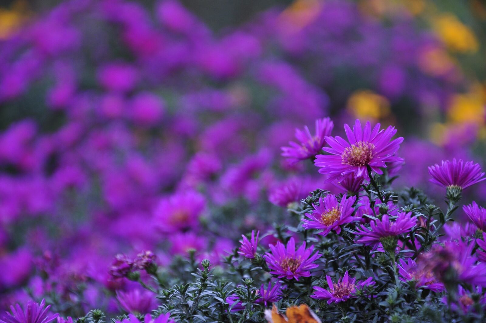 Nikon D5000 sample photo. Flower, blossom, bloom photography