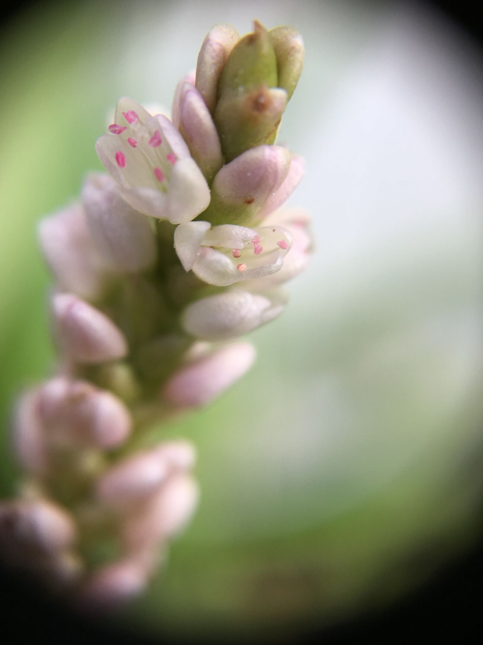 Apple iPhone 6s Plus sample photo. Flower, macro, pink photography