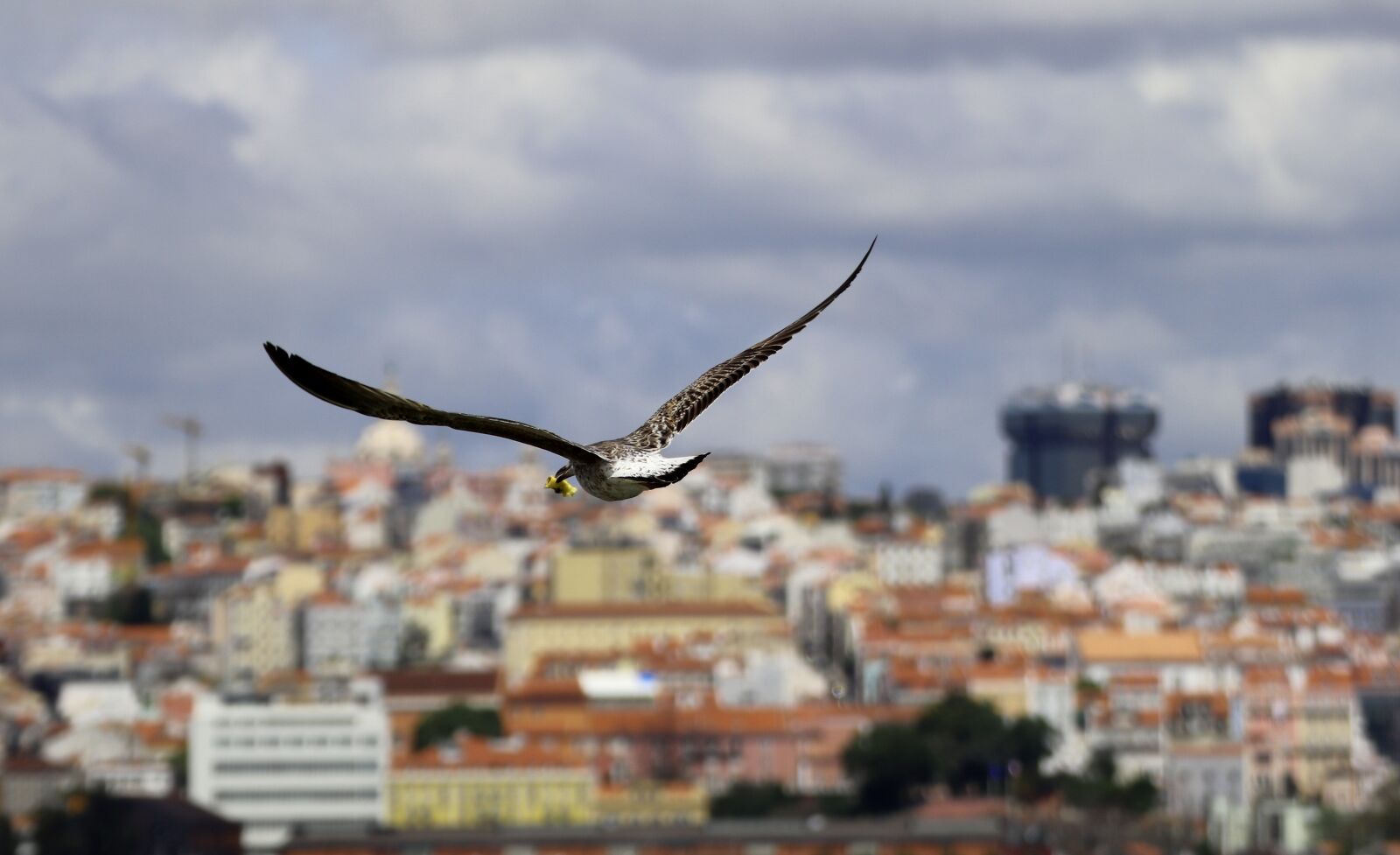 Canon EOS 200D (EOS Rebel SL2 / EOS Kiss X9) sample photo. Seagull, bird, city photography