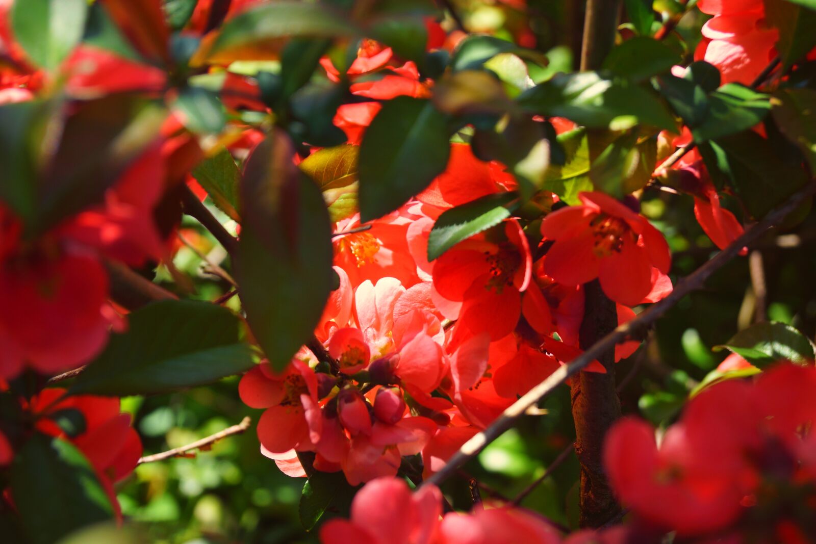Sony SLT-A65 (SLT-A65V) + Sony DT 18-55mm F3.5-5.6 SAM sample photo. Fire bush, spring, blossom photography