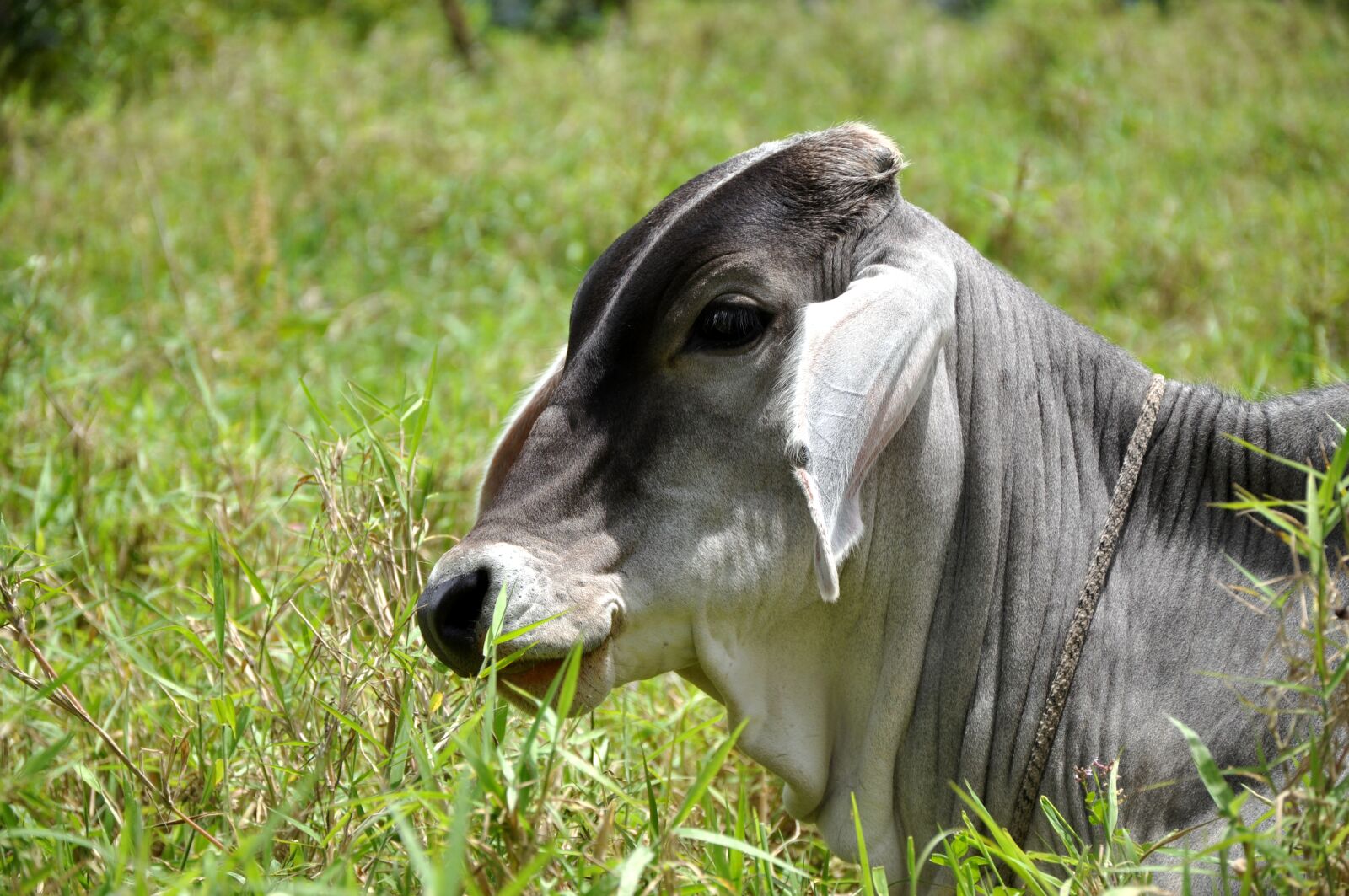 Nikon D90 sample photo. Lawn, animalia, mammalia photography