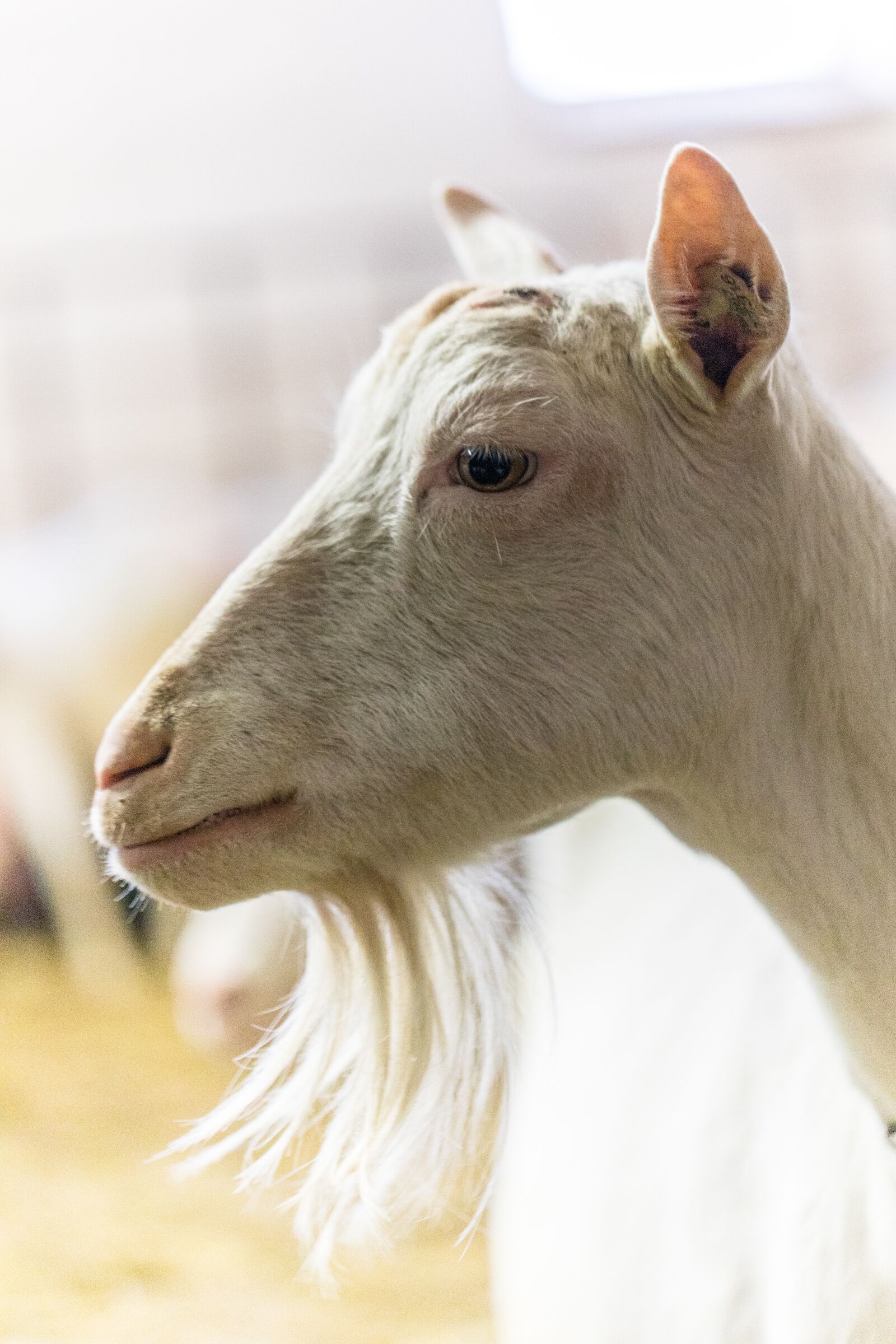 Canon EOS 5D Mark IV sample photo. Goat, farm, animal photography