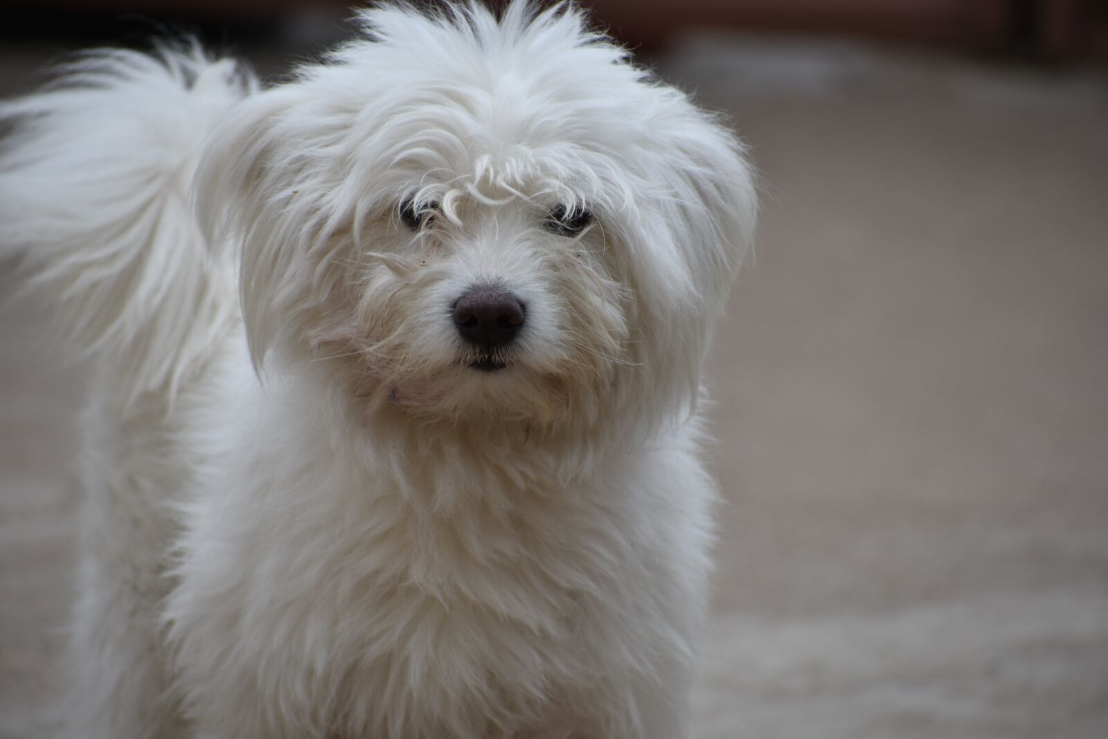 Nikon D3400 sample photo. Dog, cute, won photography