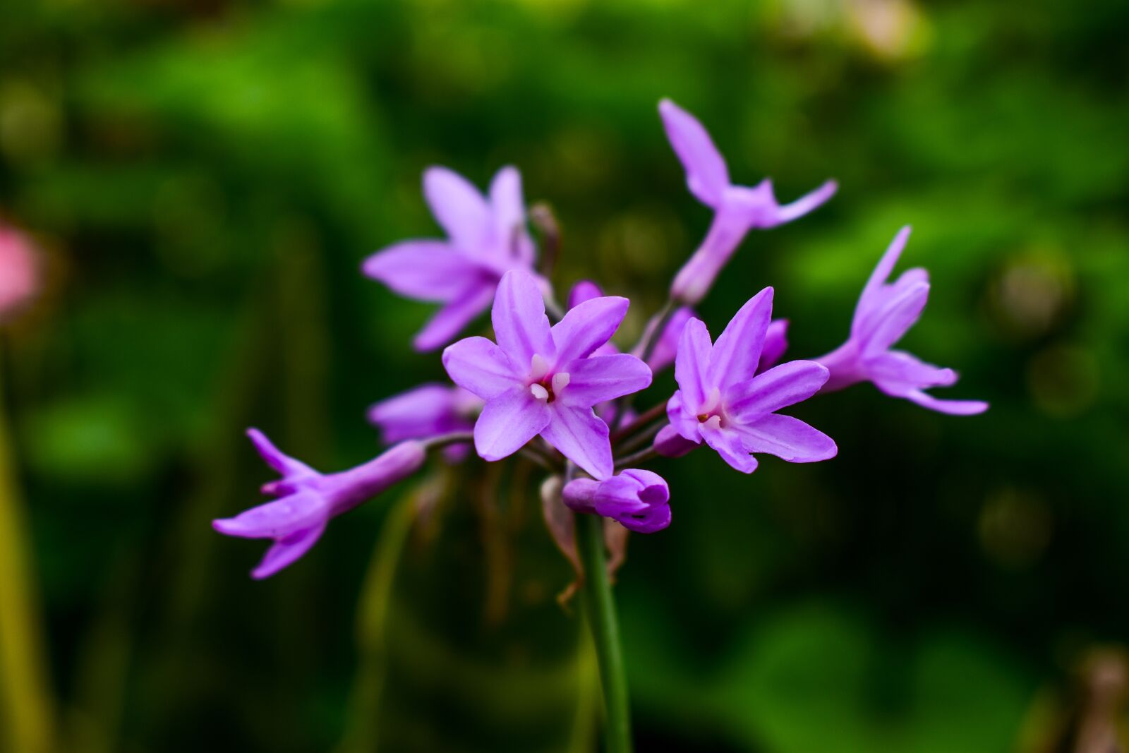Nikon D3400 sample photo. Nature, flower, plant photography