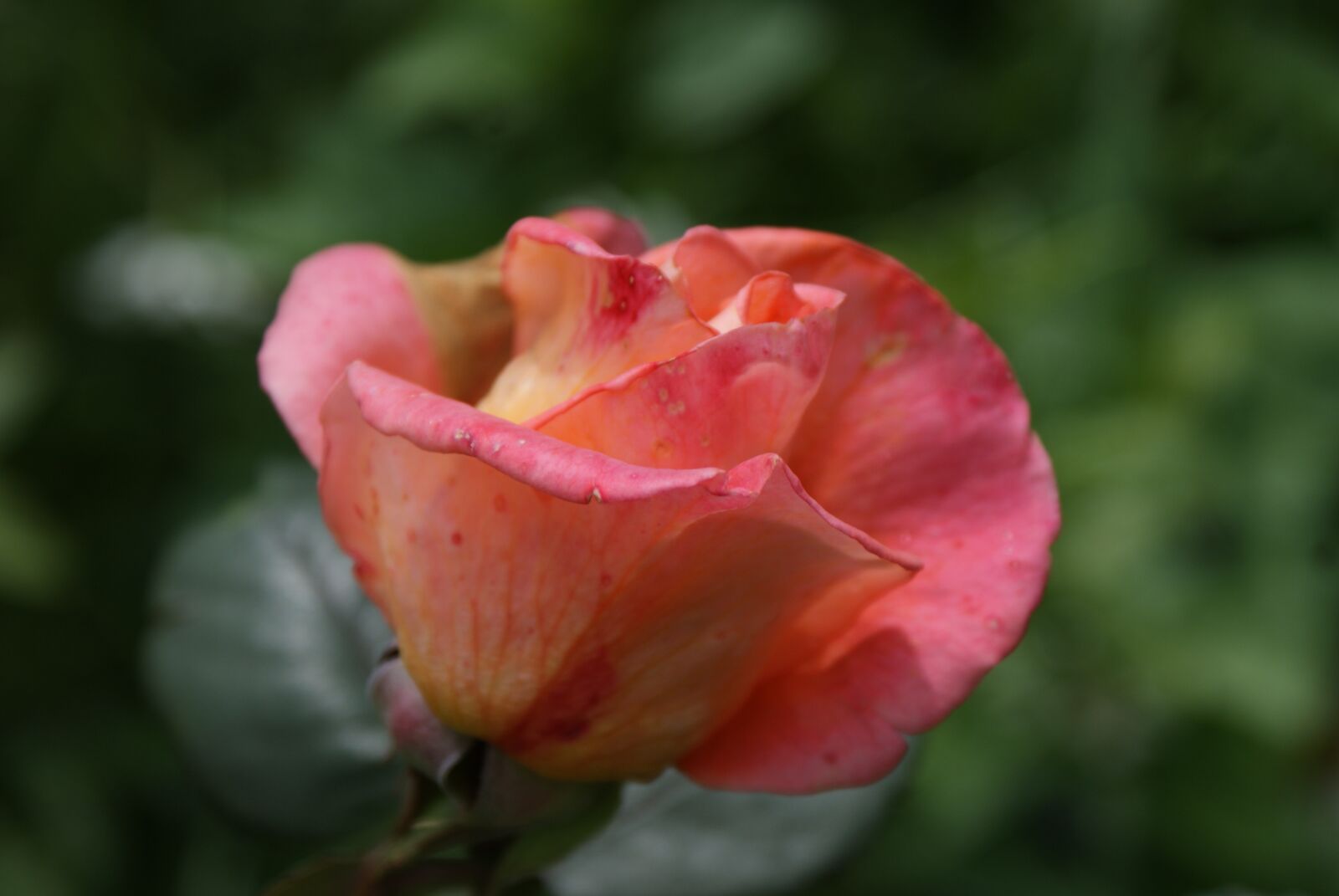 Sony Alpha DSLR-A200 sample photo. Rose, garden, nature photography