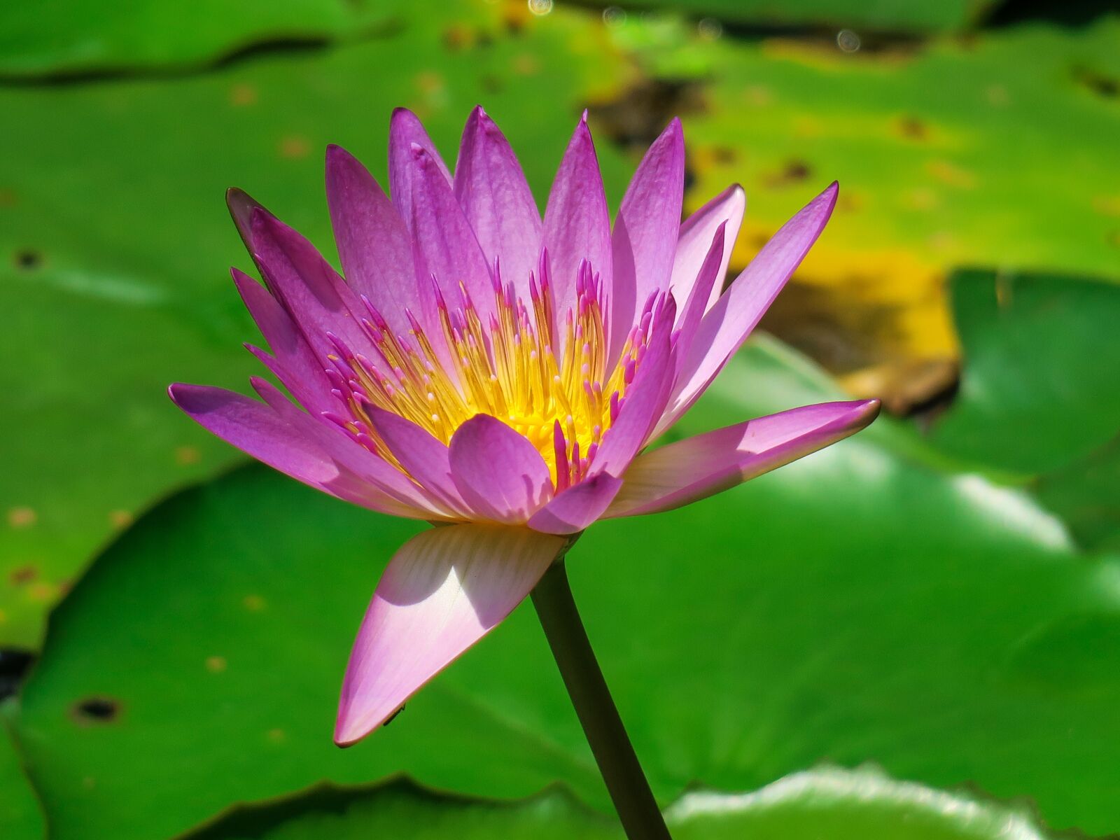 Canon PowerShot G3 X sample photo. Water lilies, aquatic plants photography