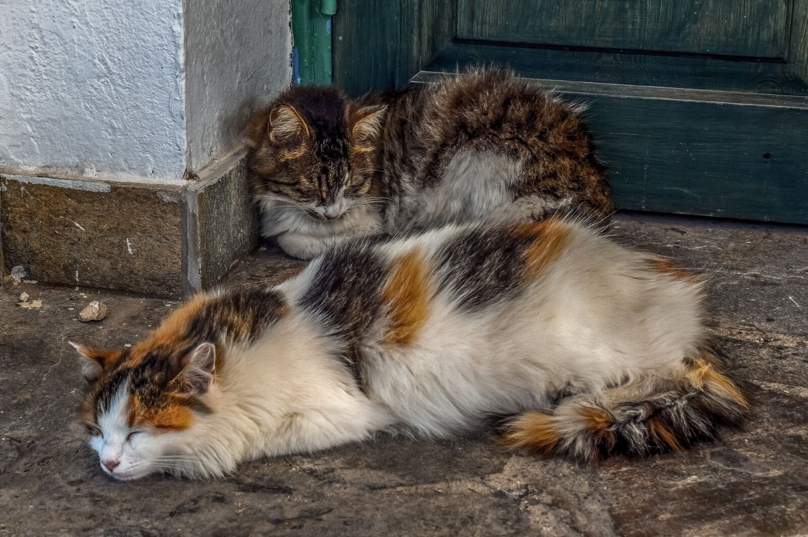 Nikon D3300 sample photo. Cats, stray, homeless photography