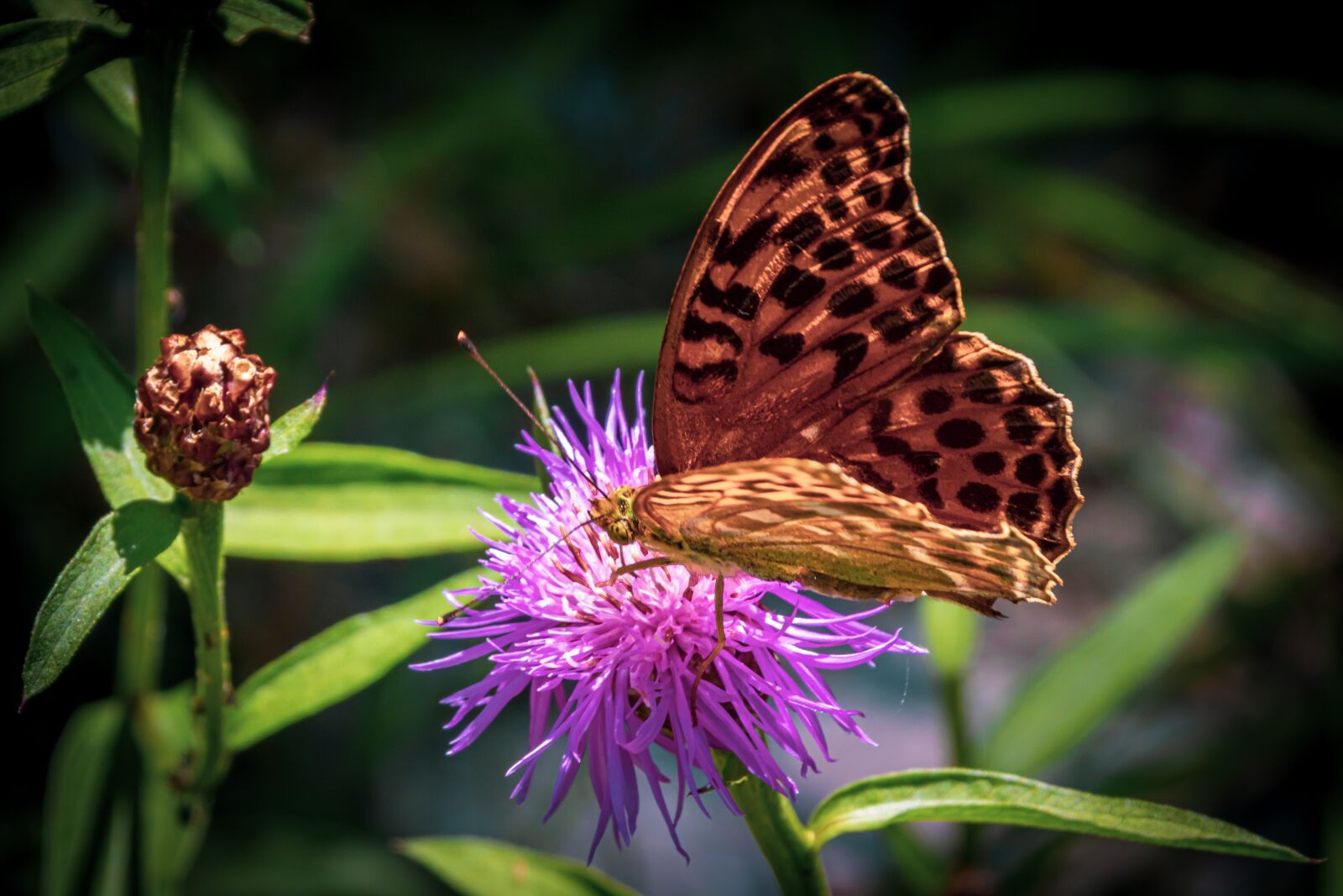 Canon EOS 80D sample photo. Wing, butterfly, purple flower photography