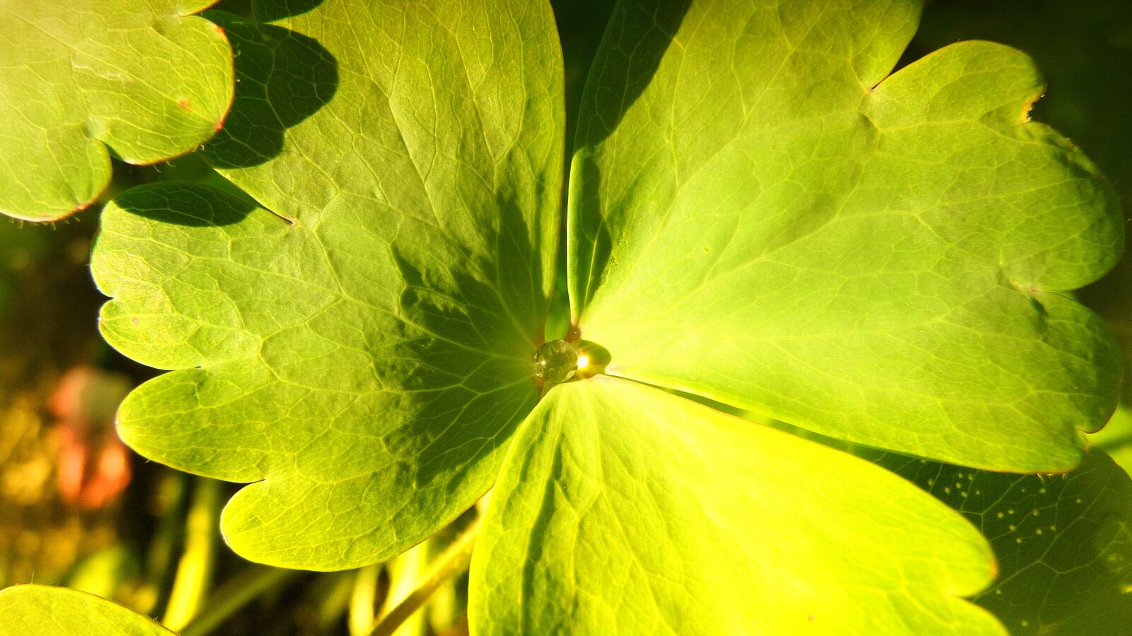 Panasonic Lumix DMC-TZ5 sample photo. Leaf, rain, drop photography