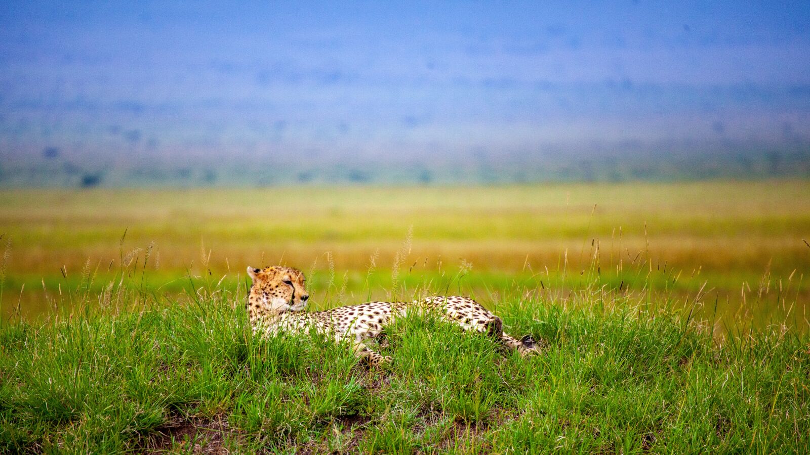 Canon EOS 5D Mark II sample photo. Cheetah, savannah, concerns photography