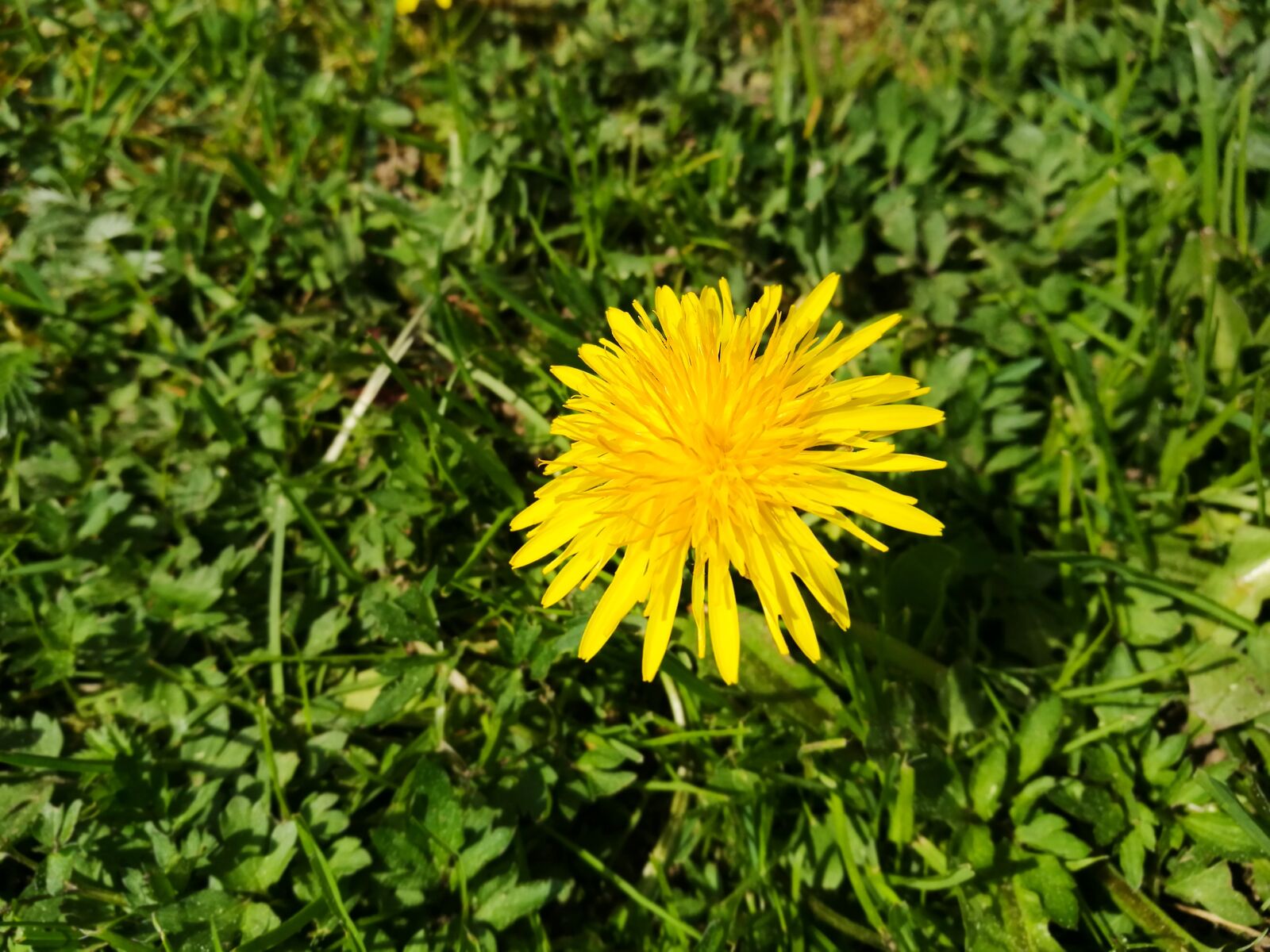 HUAWEI P9 sample photo. Spring, dandelion, grass photography