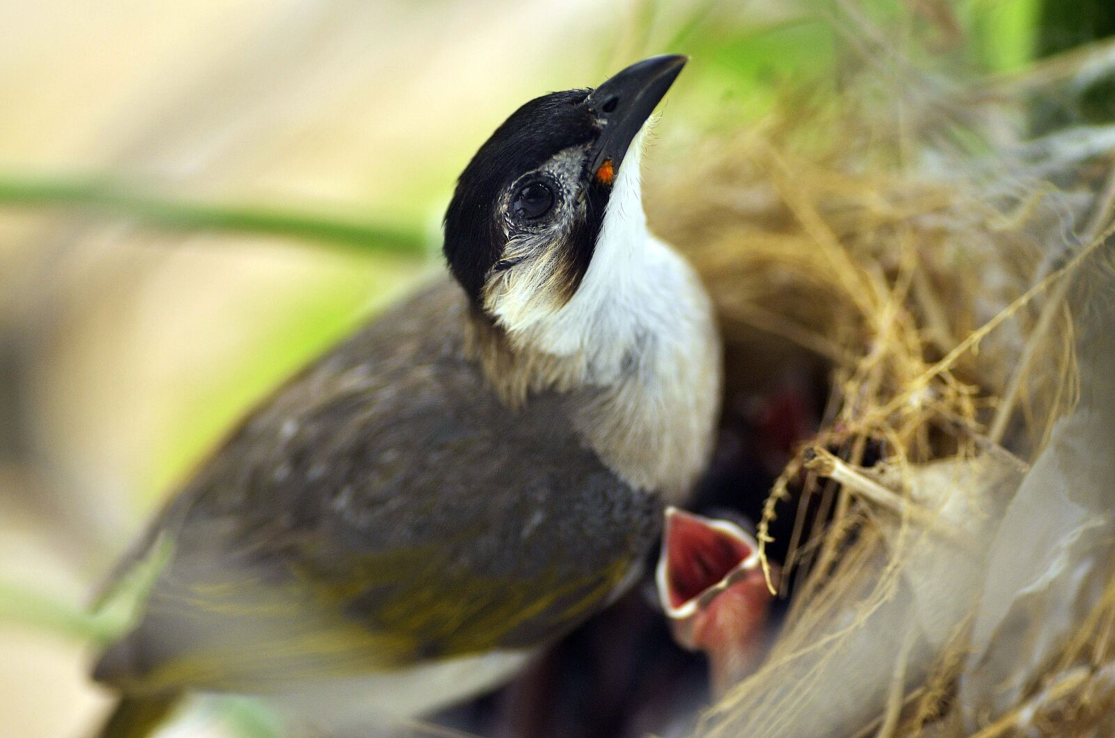 Nikon D7000 sample photo. Bird, nest, life photography