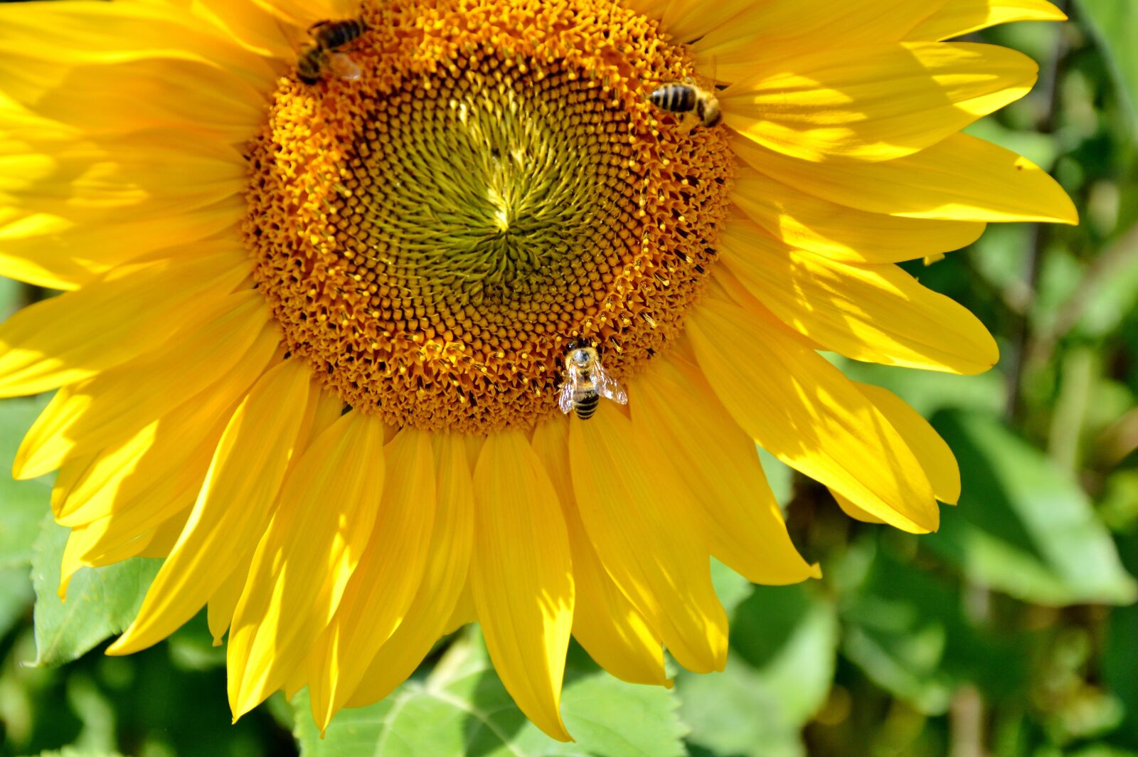 Nikon D3200 sample photo. Sunflower, flower, bees photography