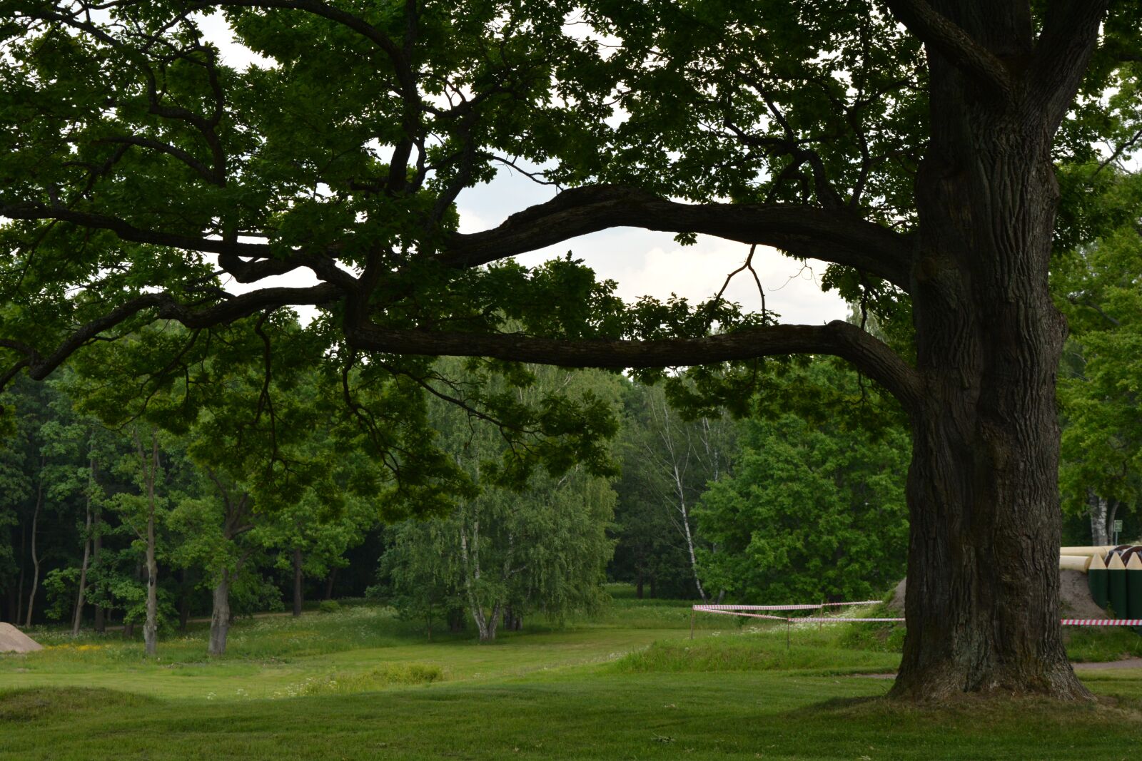 Nikon D5200 sample photo. Tree, trees, nature photography