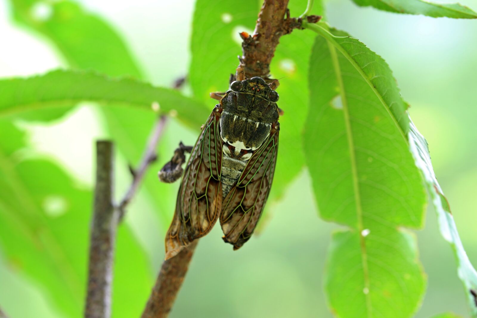 Canon EOS 7D Mark II sample photo. Cicada, wood, insects photography