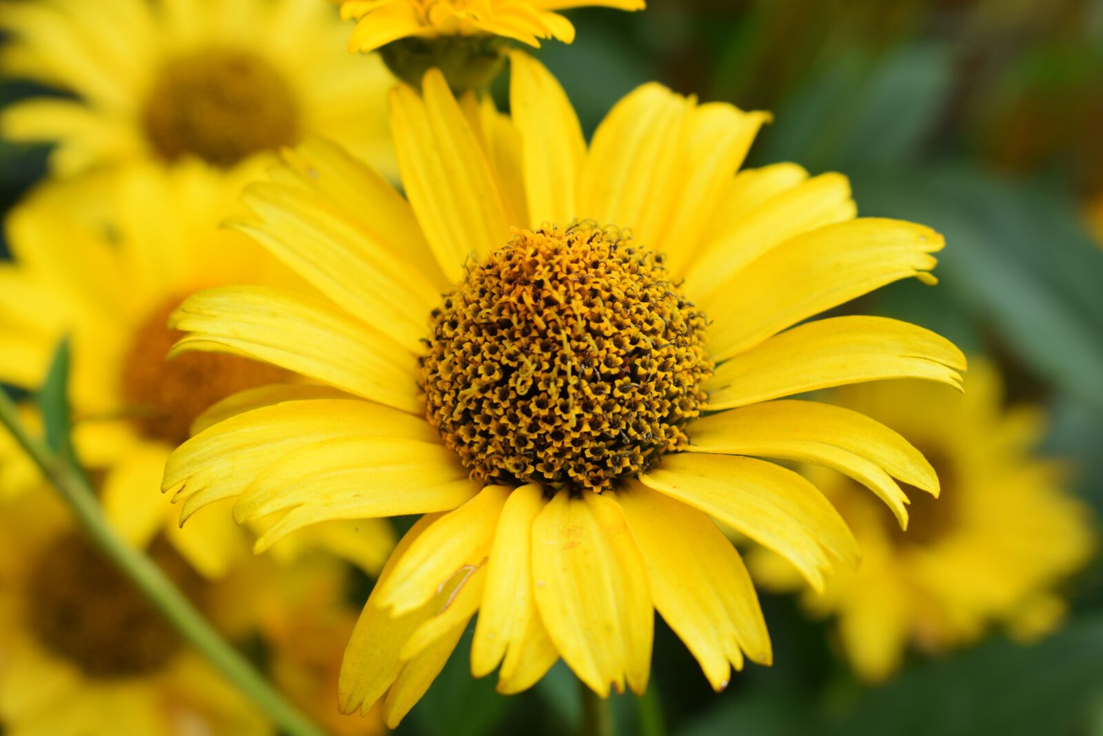 Nikon D3300 sample photo. Flower, meadow, spring photography