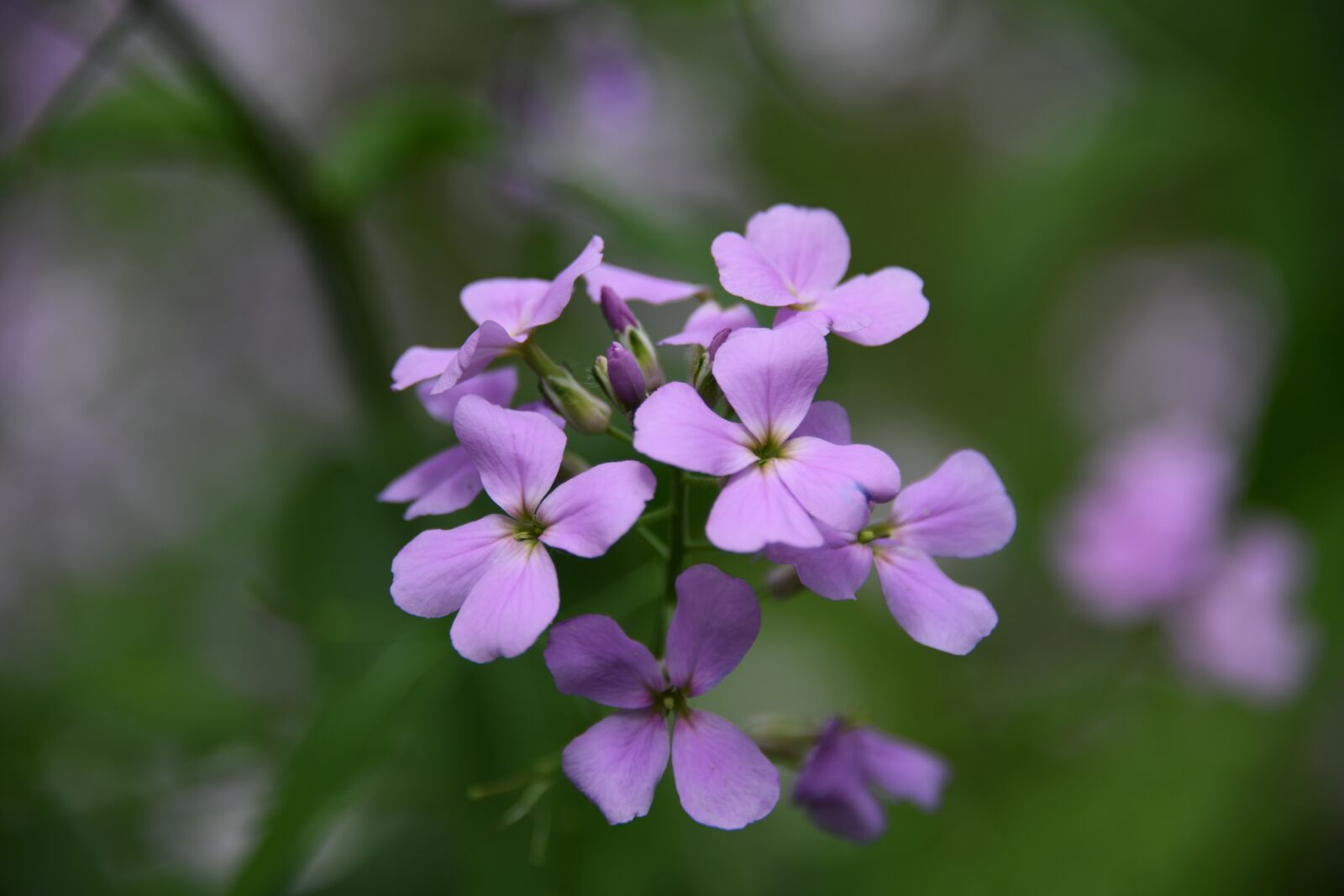 Nikon D850 sample photo. Phlox, flower, purple photography