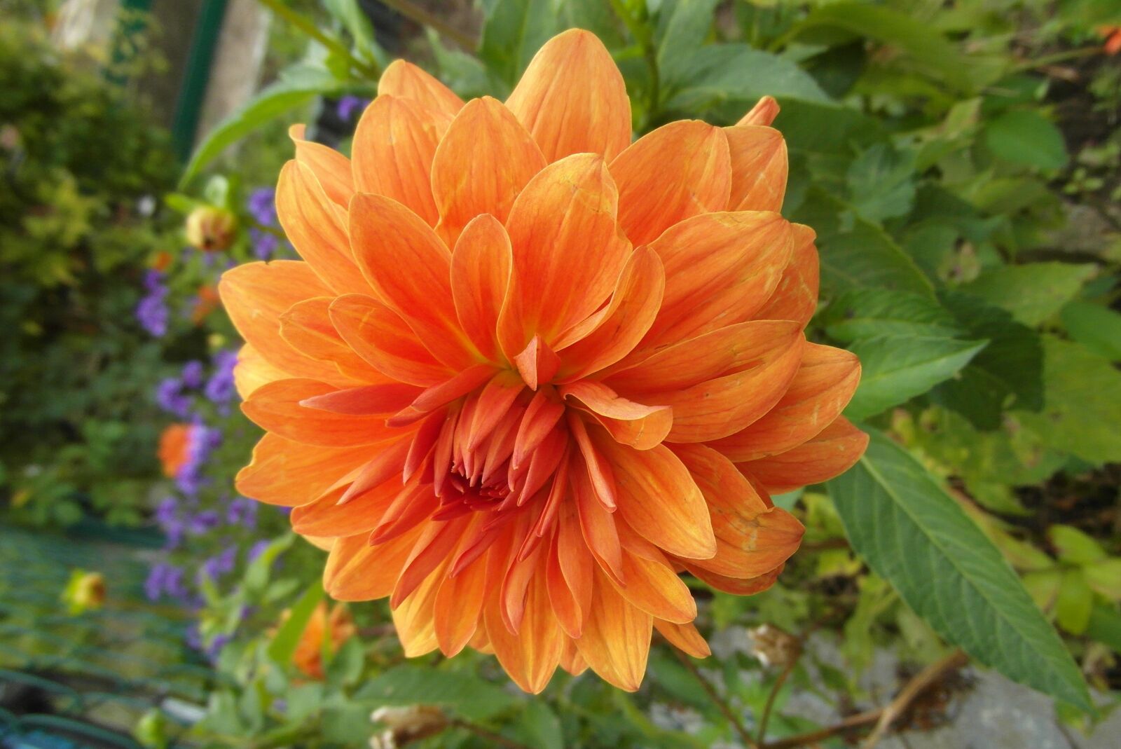 Samsung WB750 sample photo. Dalia, flower, orange photography