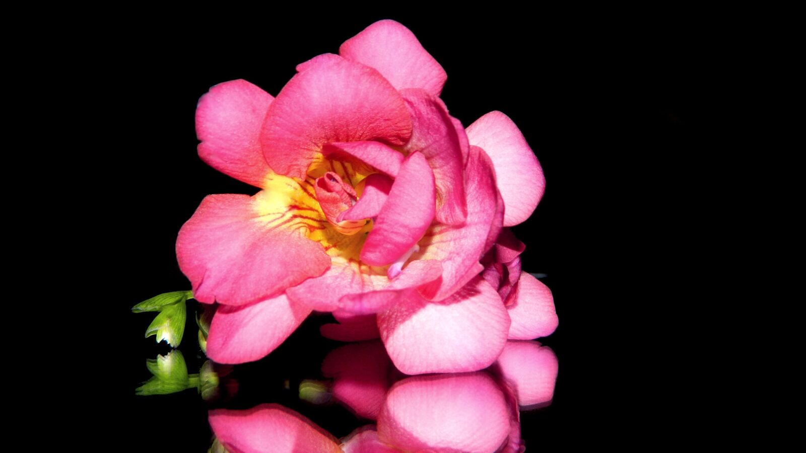 Nikon Coolpix L120 sample photo. Freesia, pink, flower photography