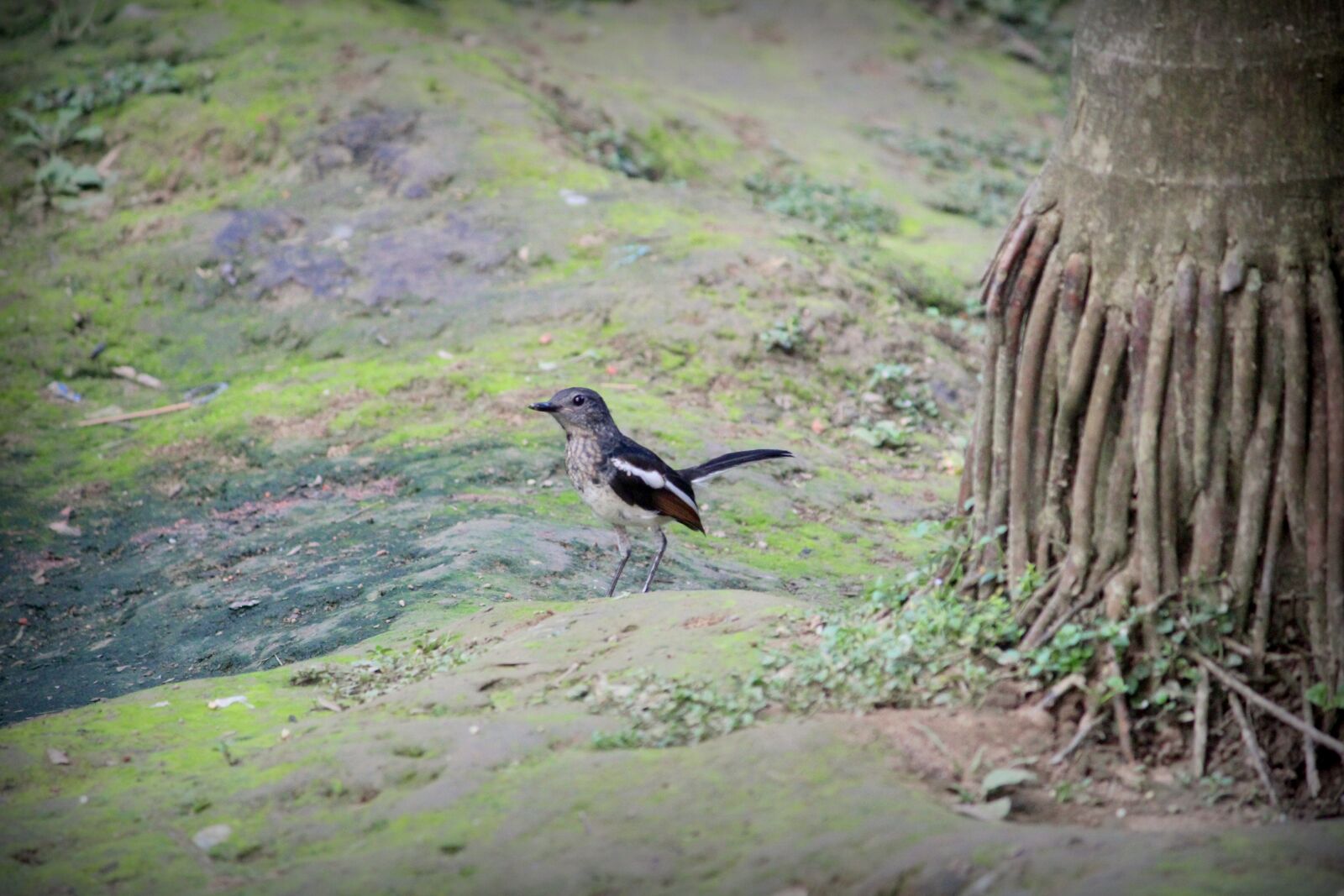Canon EOS 1200D (EOS Rebel T5 / EOS Kiss X70 / EOS Hi) sample photo. Robin bird, bird, animal photography