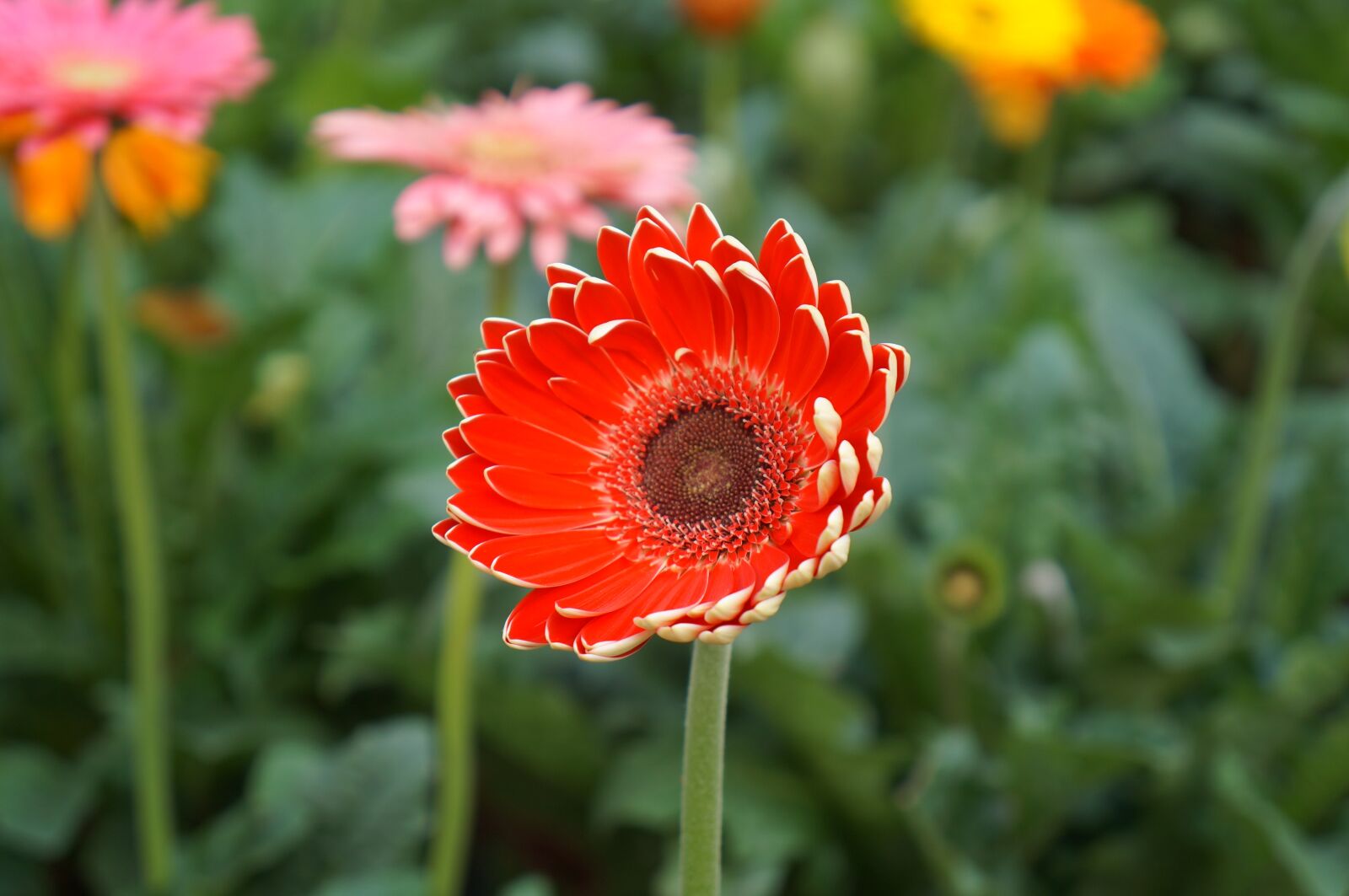 Sony Alpha NEX-F3 + Sony E 18-55mm F3.5-5.6 OSS sample photo. Gerbera, red flowers, flowers photography