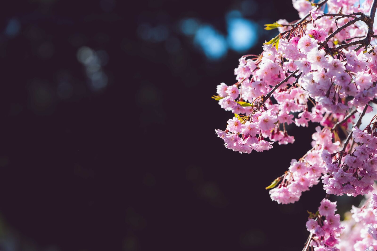 Nikon D750 sample photo. Cherry blossom, negative space photography