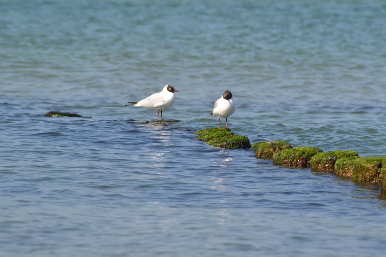 Nikon D3100 sample photo. Animal, birds, water photography