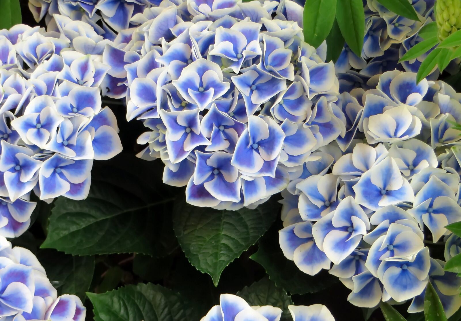 Canon PowerShot SX270 HS sample photo. Hydrangea, blue, marginé photography