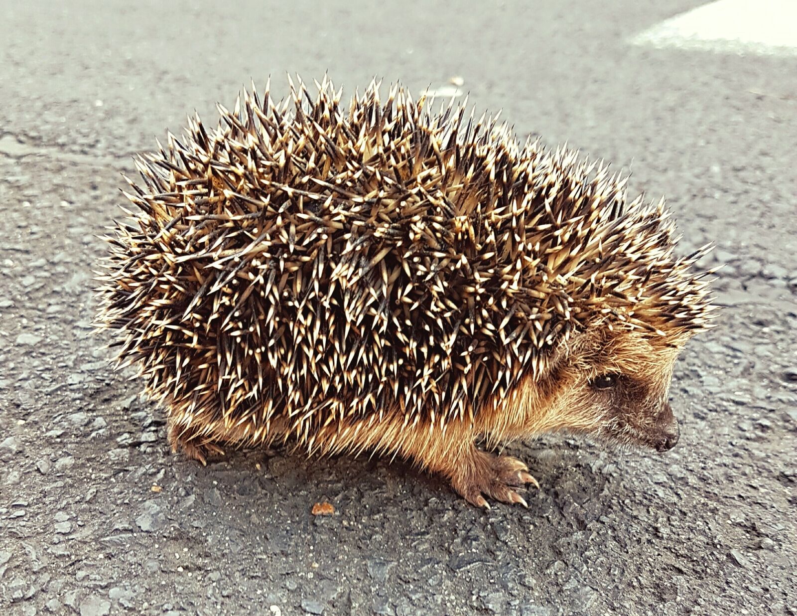 Samsung Galaxy S7 sample photo. Hedgehog, sweet, hedgehog baby photography