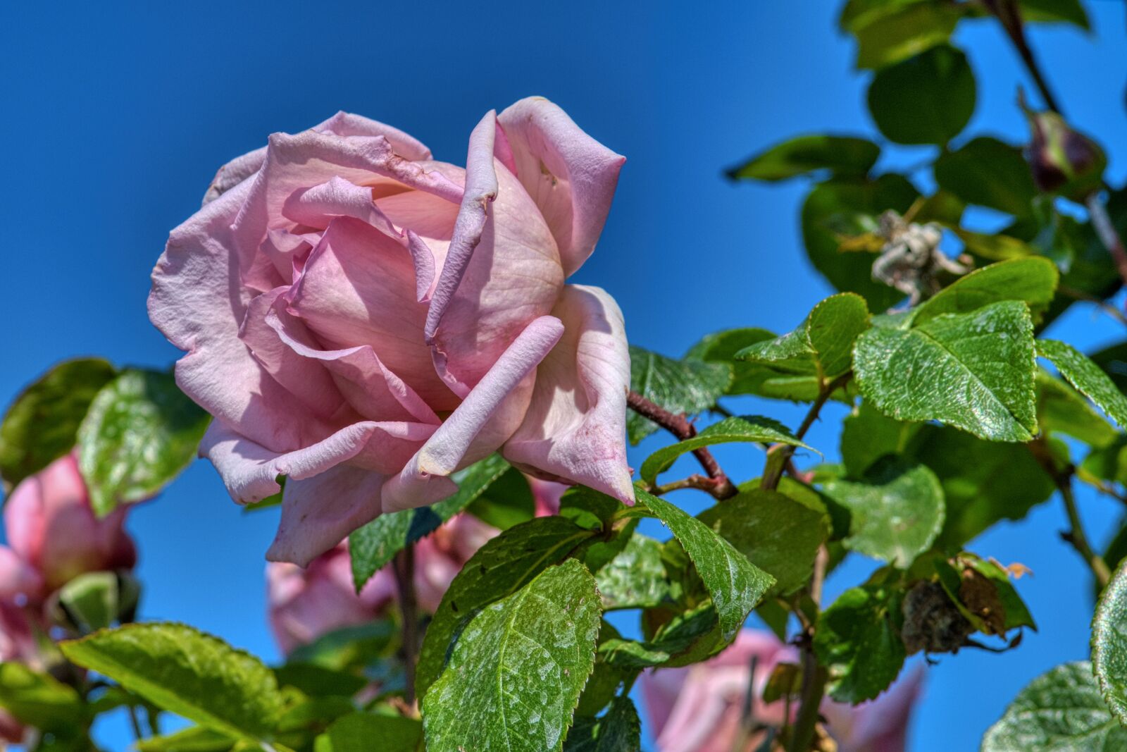 Nikon D7500 sample photo. Rose, blossom, bloom photography