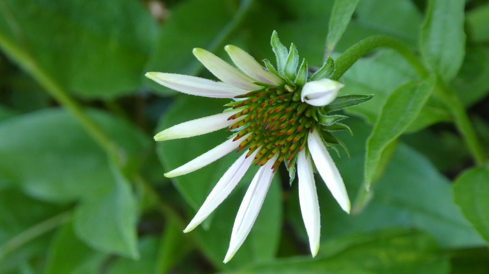 Panasonic DMC-TZ81 sample photo. Coneflower, blossom, bloom photography