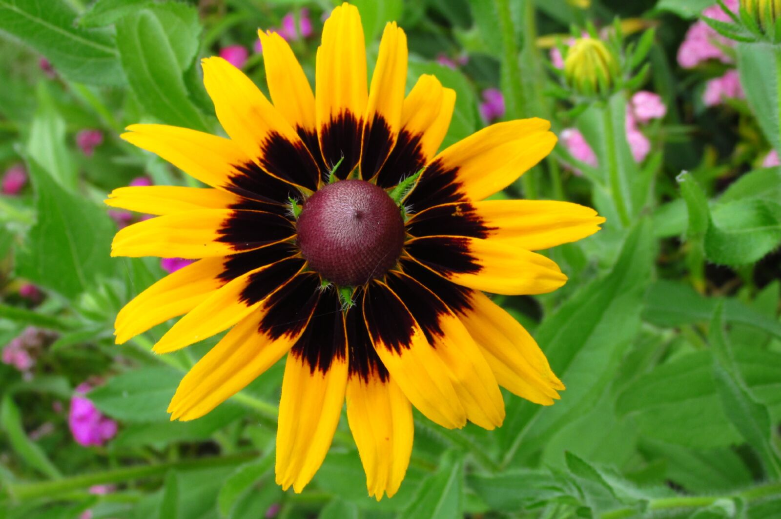 Canon PowerShot SX160 IS sample photo. Rudbekia, flower, summer photography