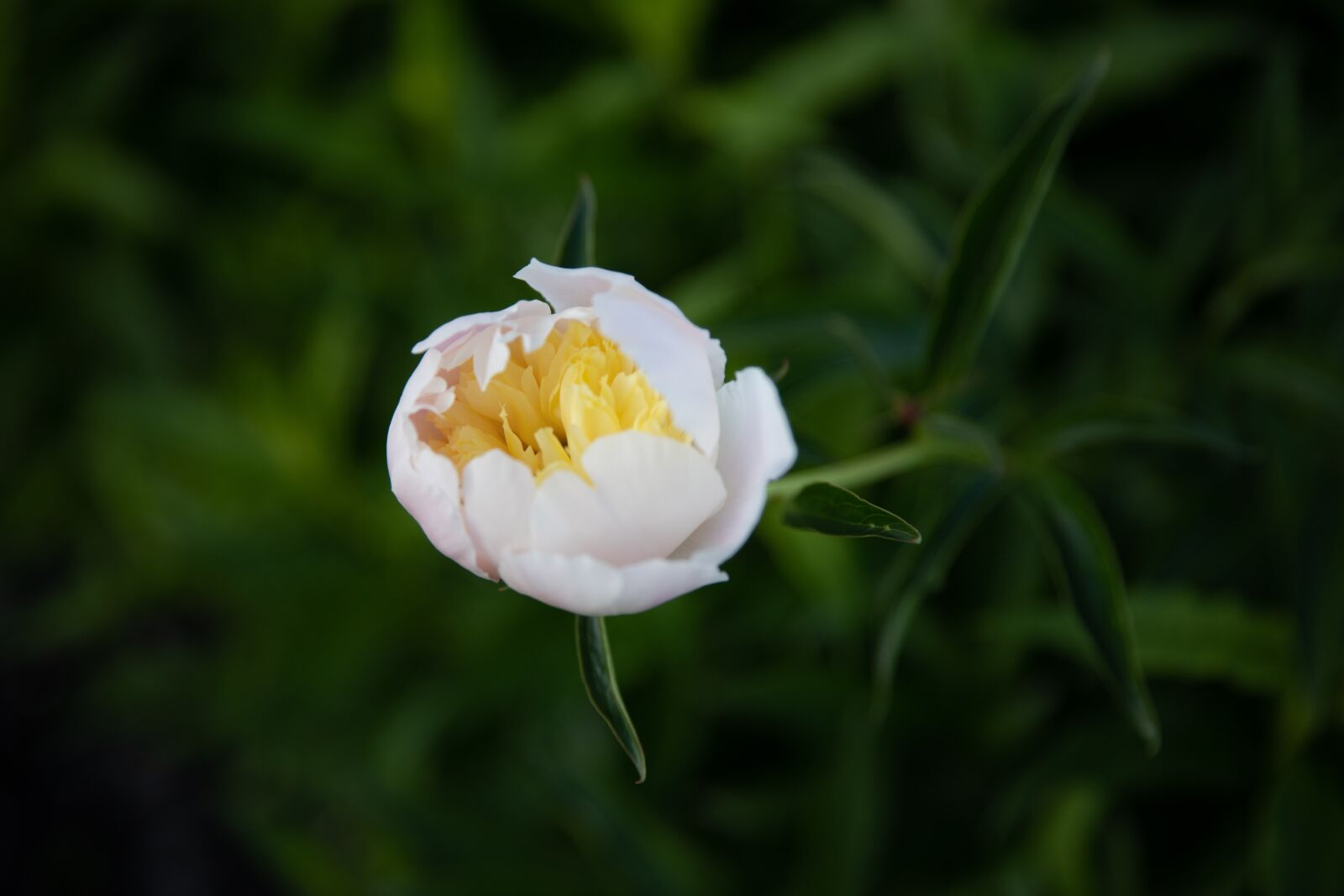 Canon EOS 5D Mark IV sample photo. Flower, floral, greenery photography