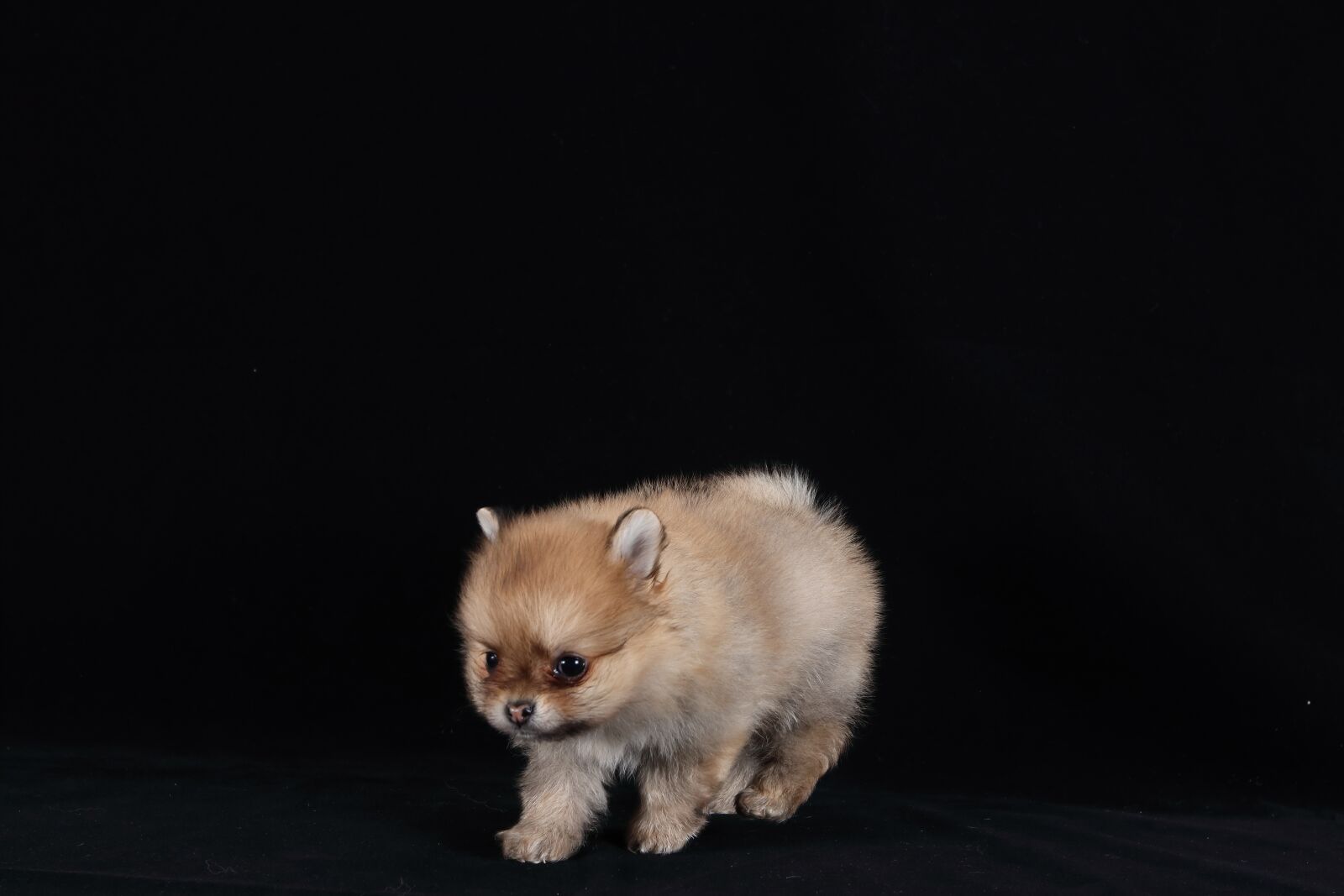 Canon EF 16-35mm F2.8L II USM sample photo. Pomeranian, dog, brown photography