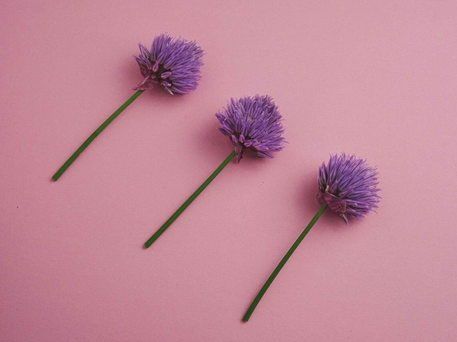 Sony DSC-HX60 sample photo. Chives, blueme, purple photography