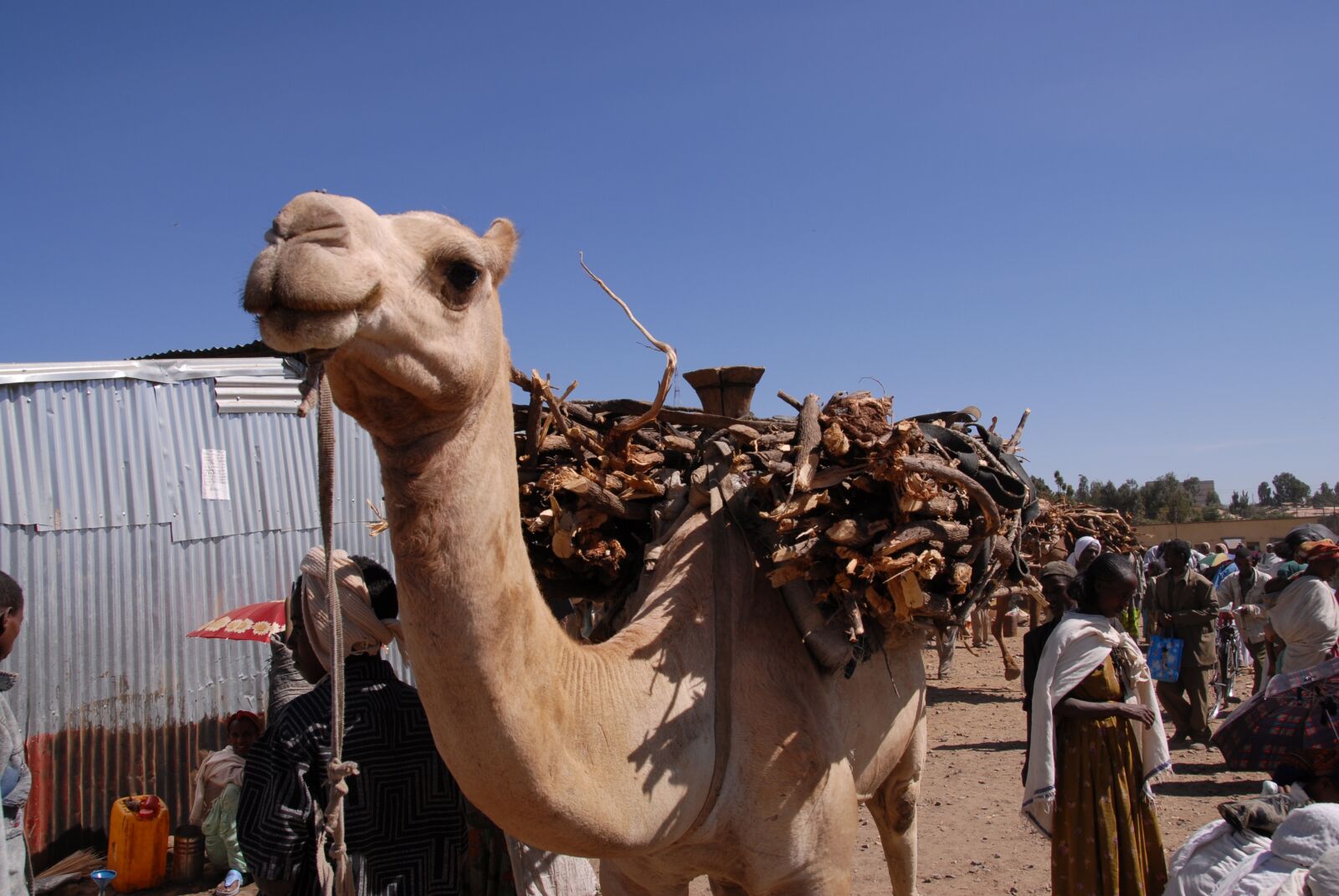 Nikon D200 sample photo. Animals, camel, africa photography