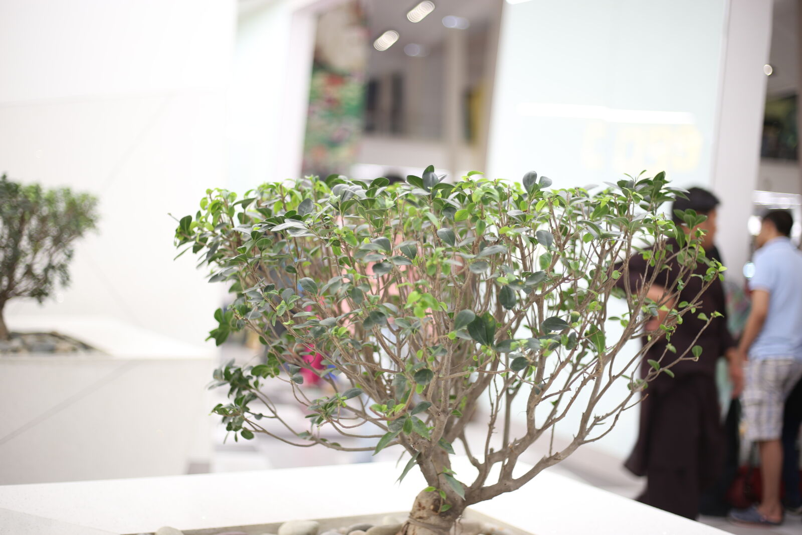 Canon EOS 6D + Canon EF 50mm F1.8 STM sample photo. Agricultural, green, tree, stylish photography