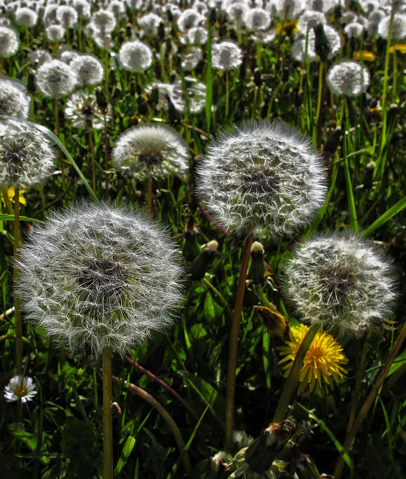 Canon PowerShot G12 sample photo. Dandelion, flight screens, achaenen photography