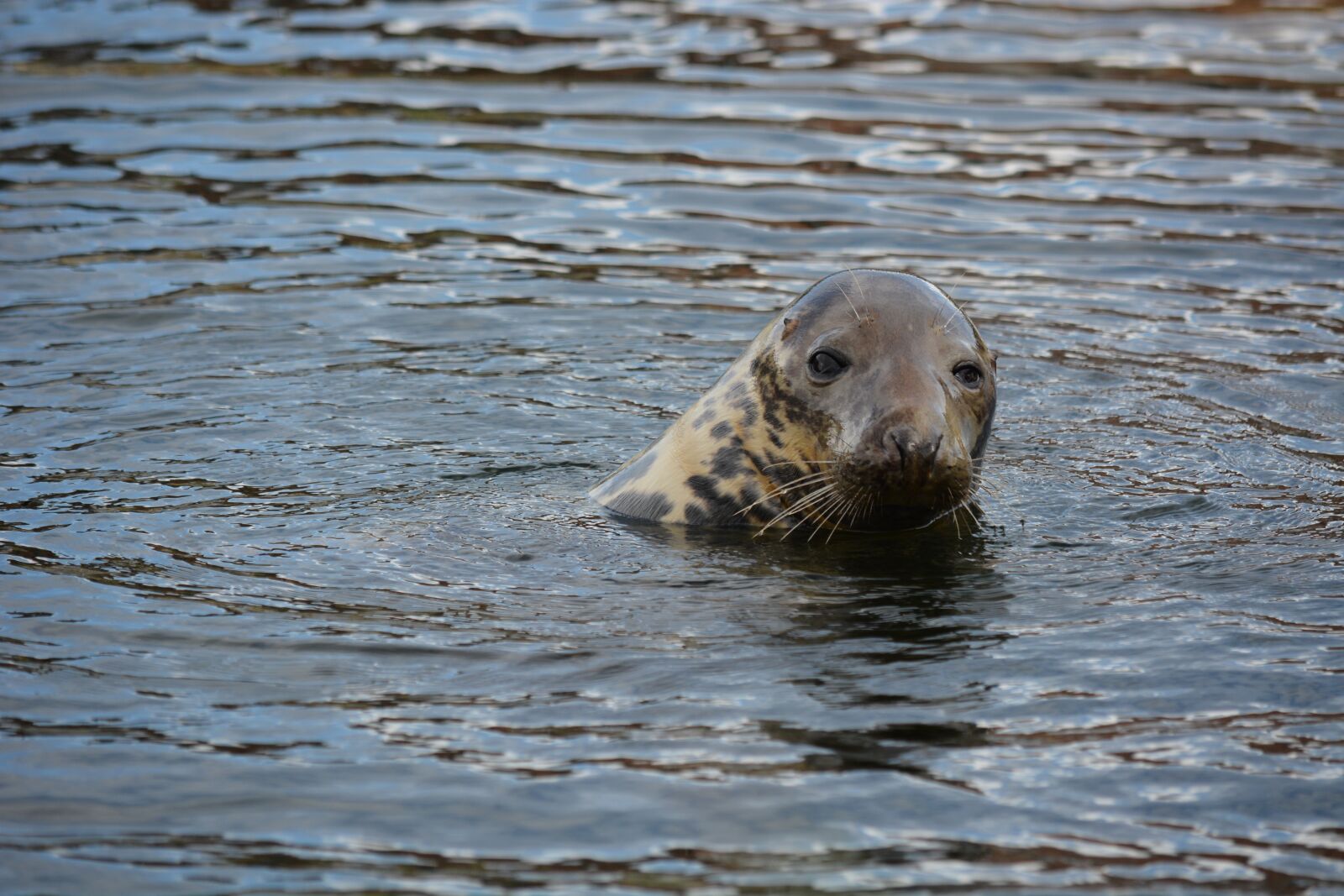 Nikon D7100 sample photo. Animal, visual, aquarium photography