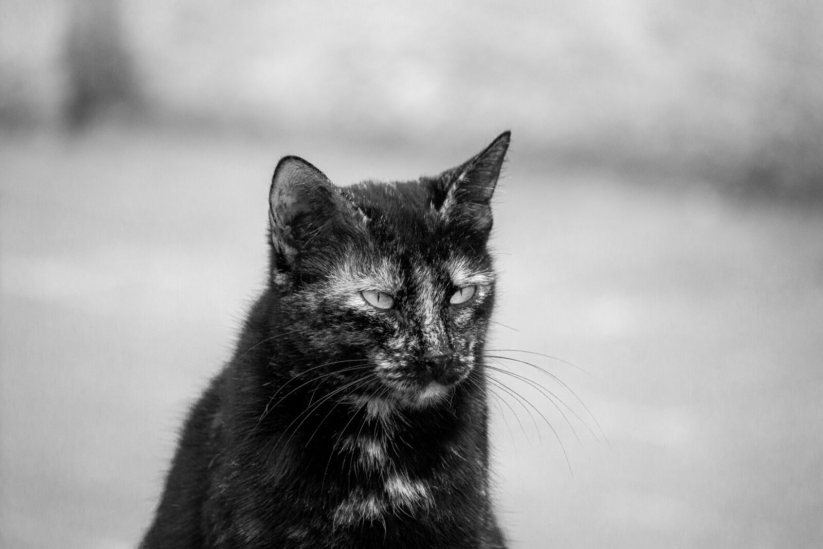 Canon EF-S 55-250mm F4-5.6 IS STM sample photo. The cat next to photography
