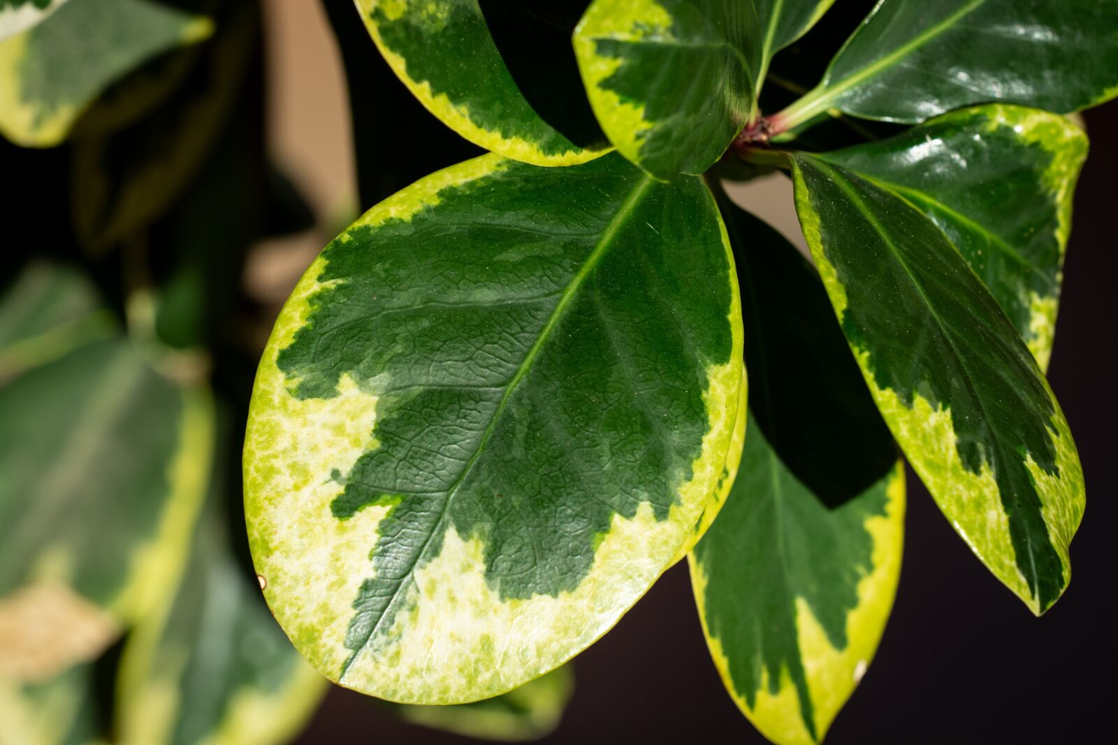 Nikon D7100 sample photo. Plant, houseplant, leaf photography