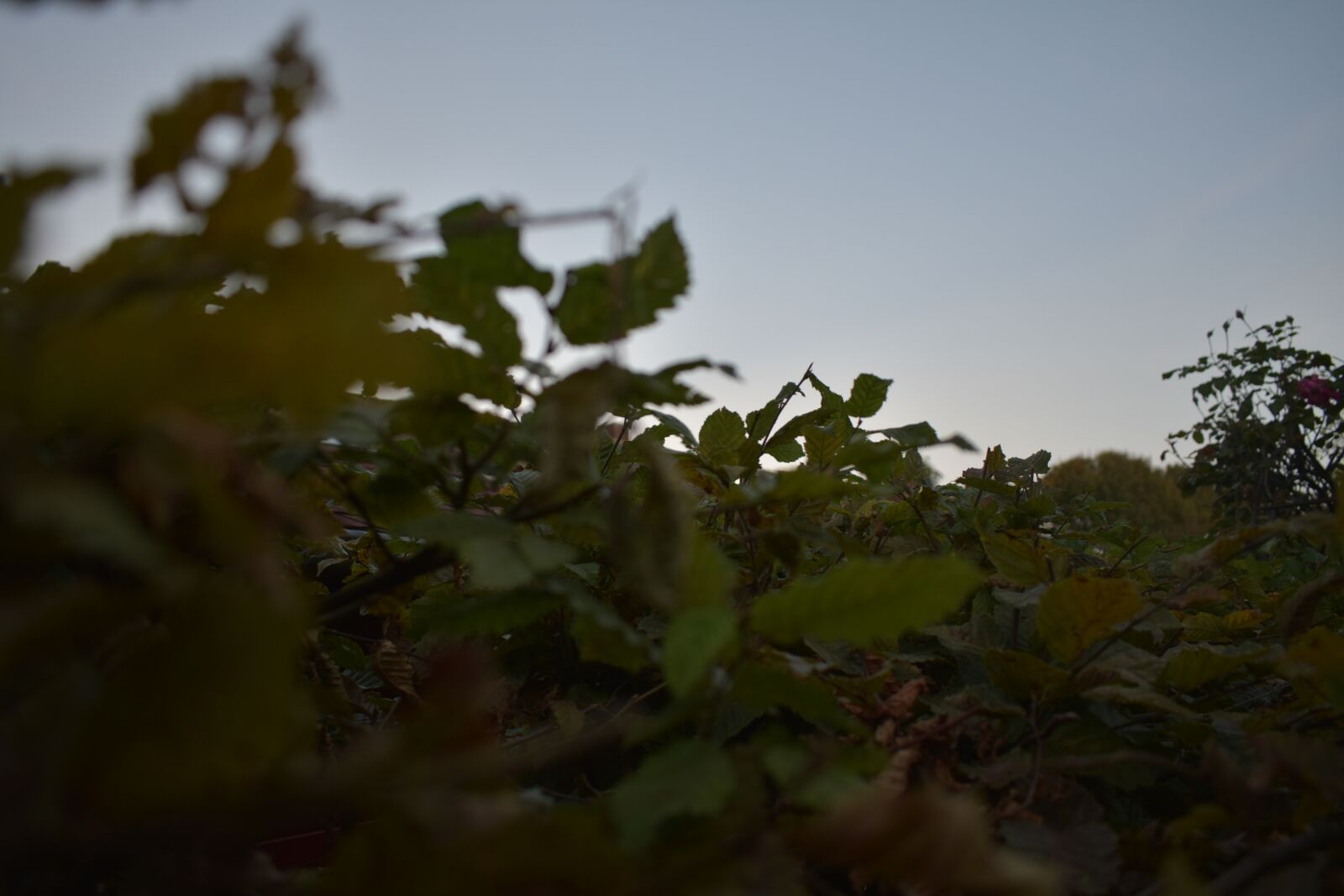 Nikon D3400 sample photo. Leaves, bush, elder photography