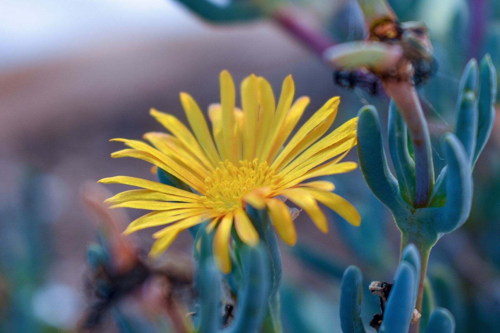 Nikon D3400 sample photo. Formentera, flower, daisy photography