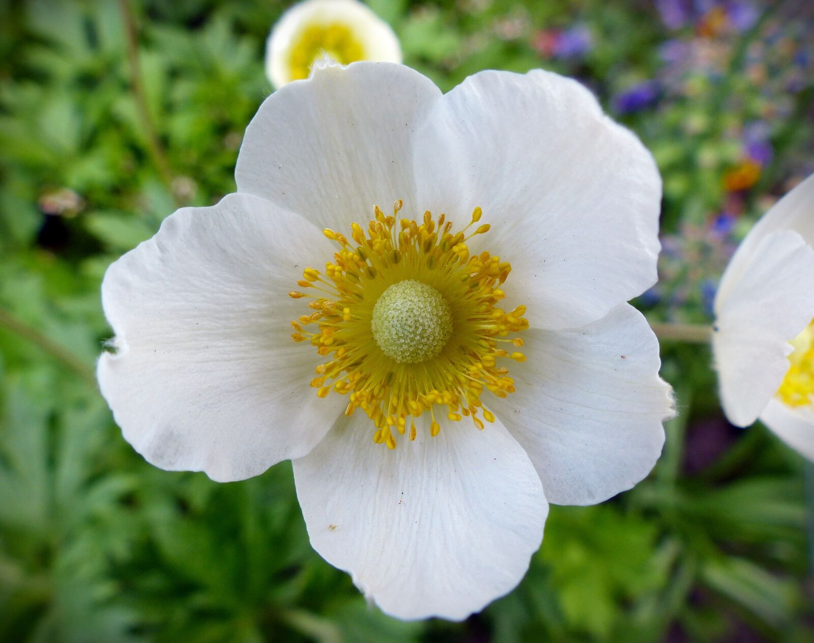 Panasonic Lumix DMC-FZ200 sample photo. Blossom, bloom, flower photography