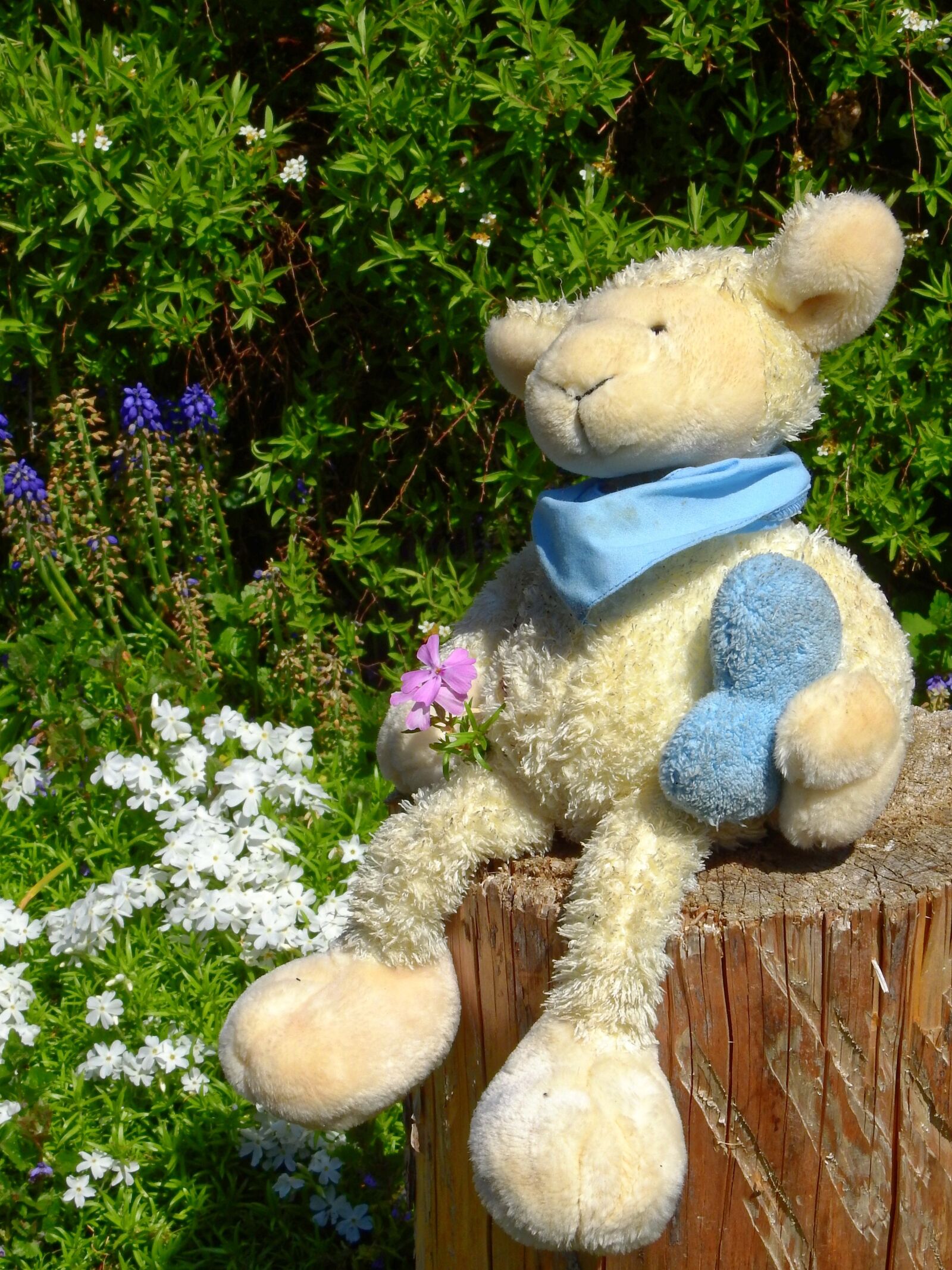 Nikon Coolpix P900 sample photo. Stuffed animal, teddy bear photography