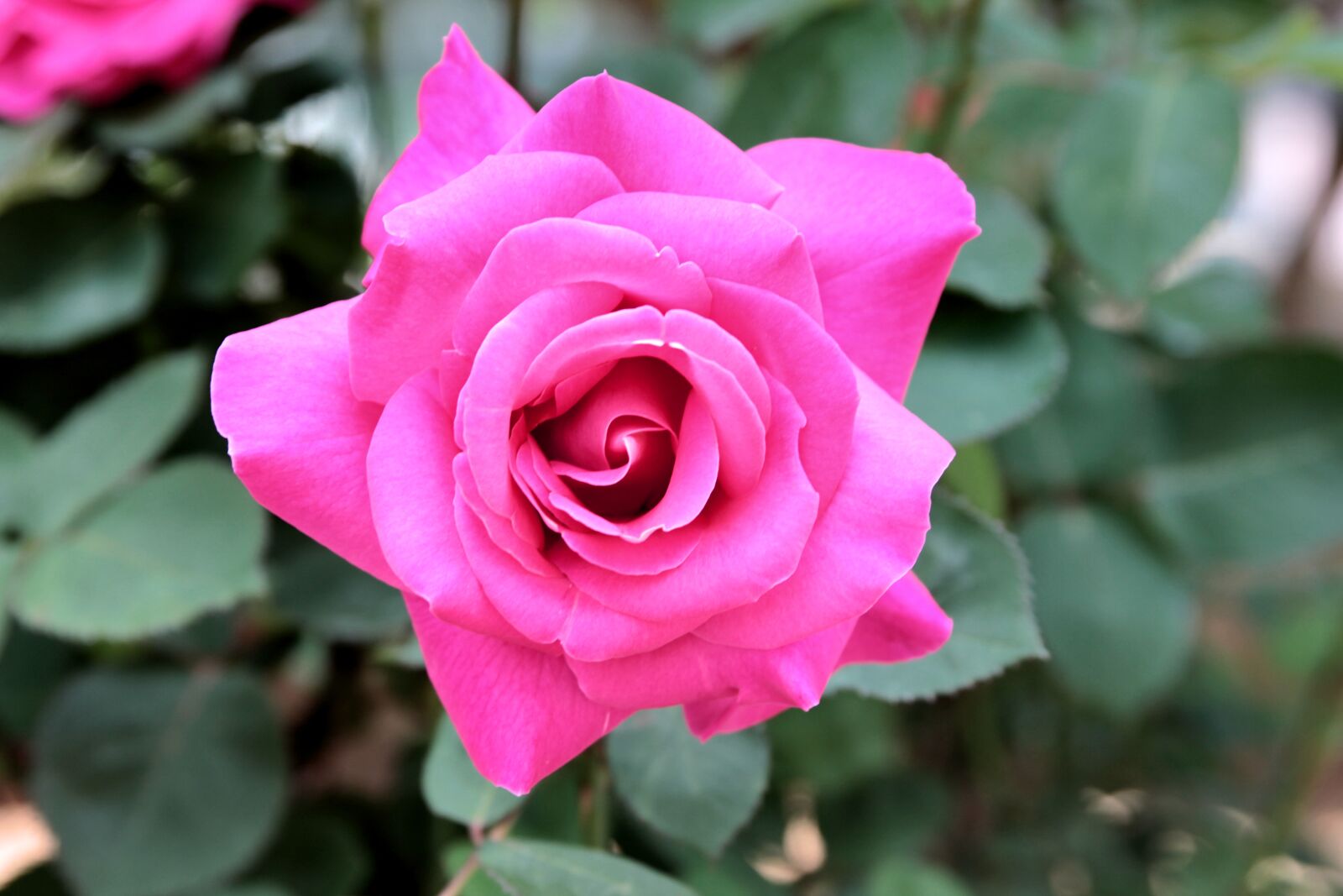 Canon EOS 550D (EOS Rebel T2i / EOS Kiss X4) sample photo. Rose, roses, flower photography